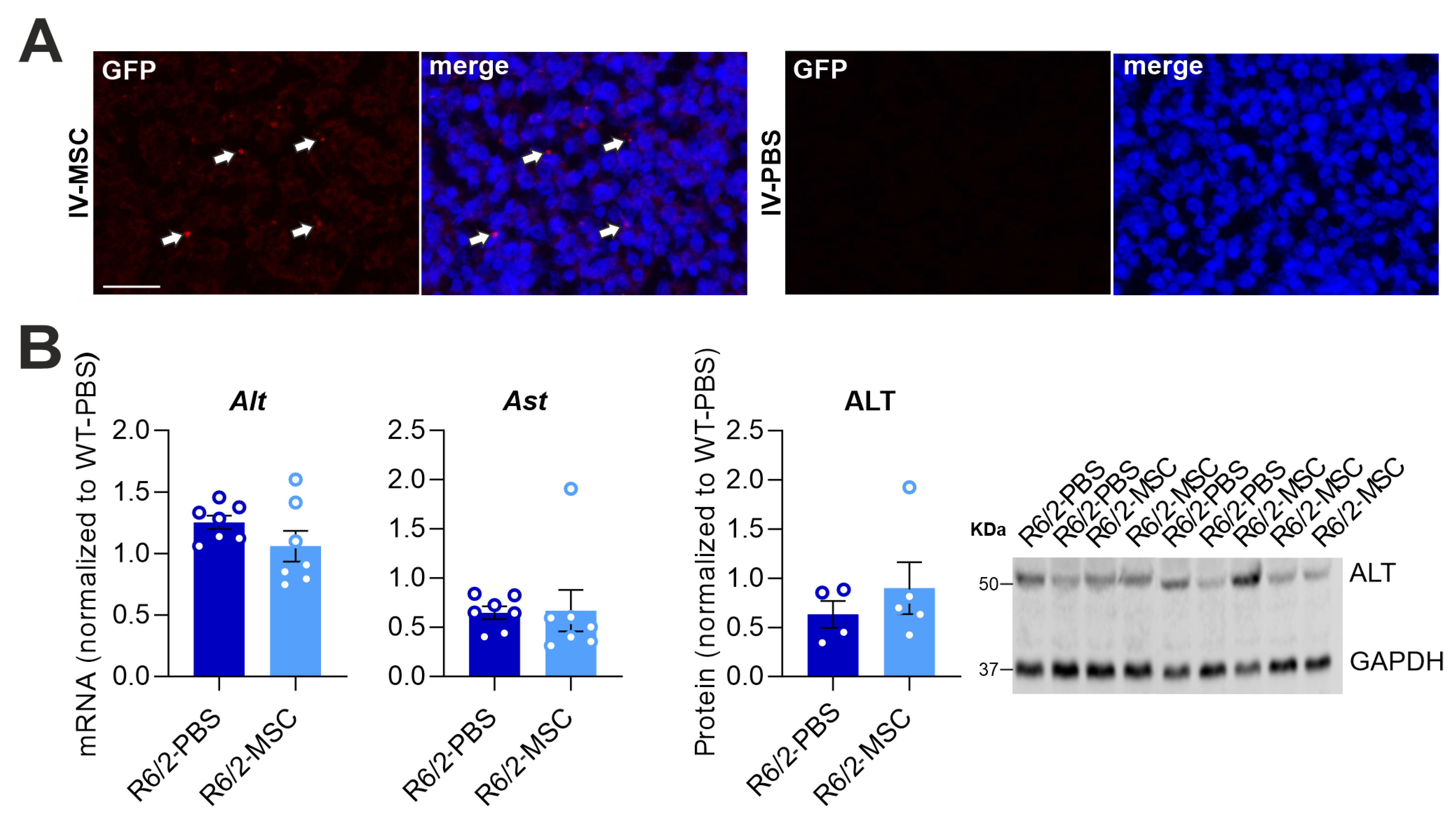 Cells 13 00469 g003a