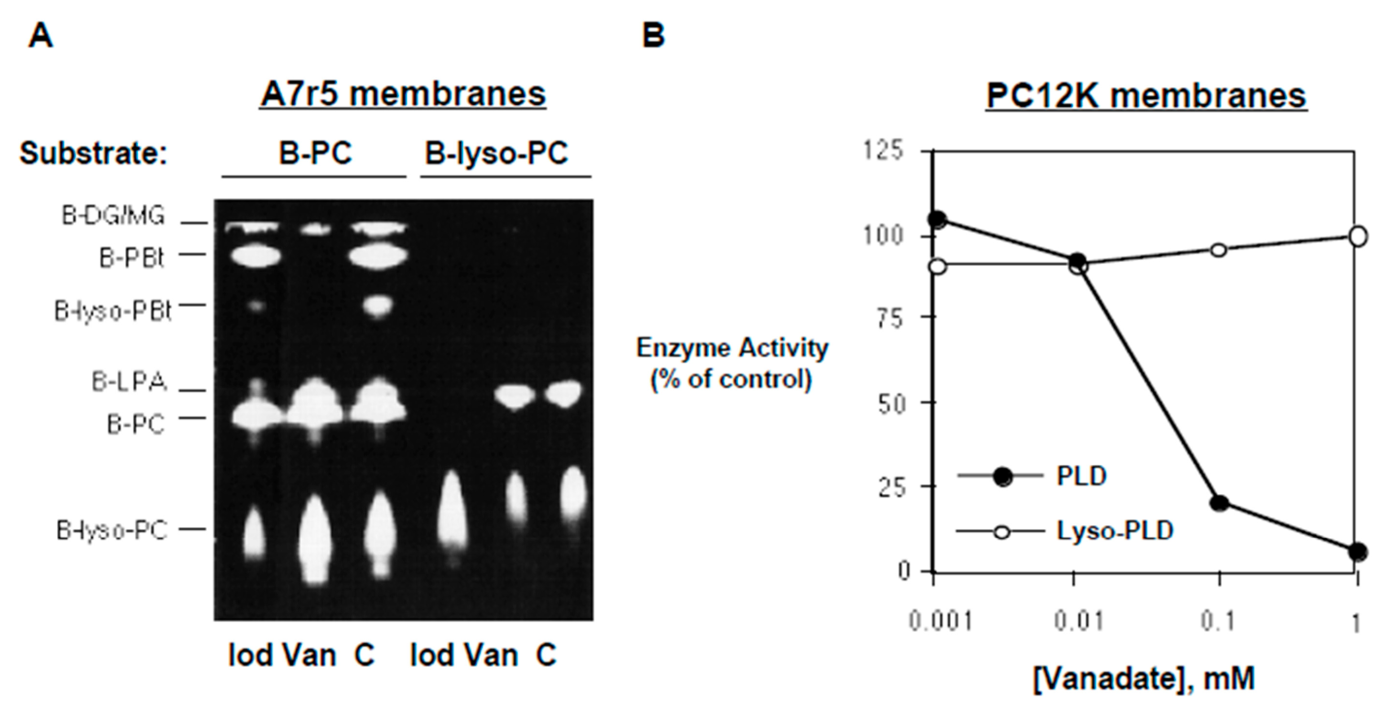 Cells 13 00520 g004 Cells 13 00520 g004
