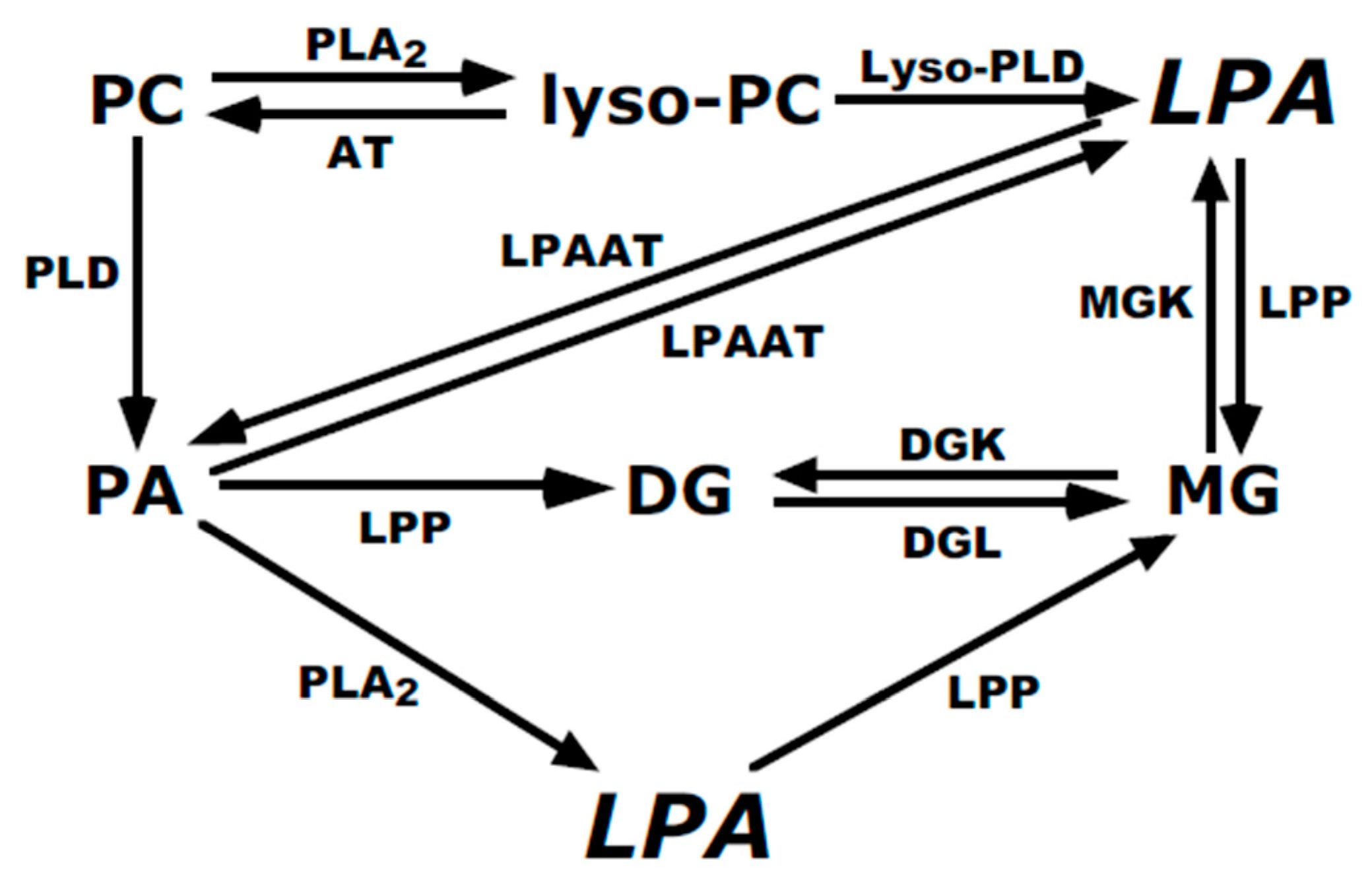 Cells 13 00520 g011 Cells 13 00520 g011