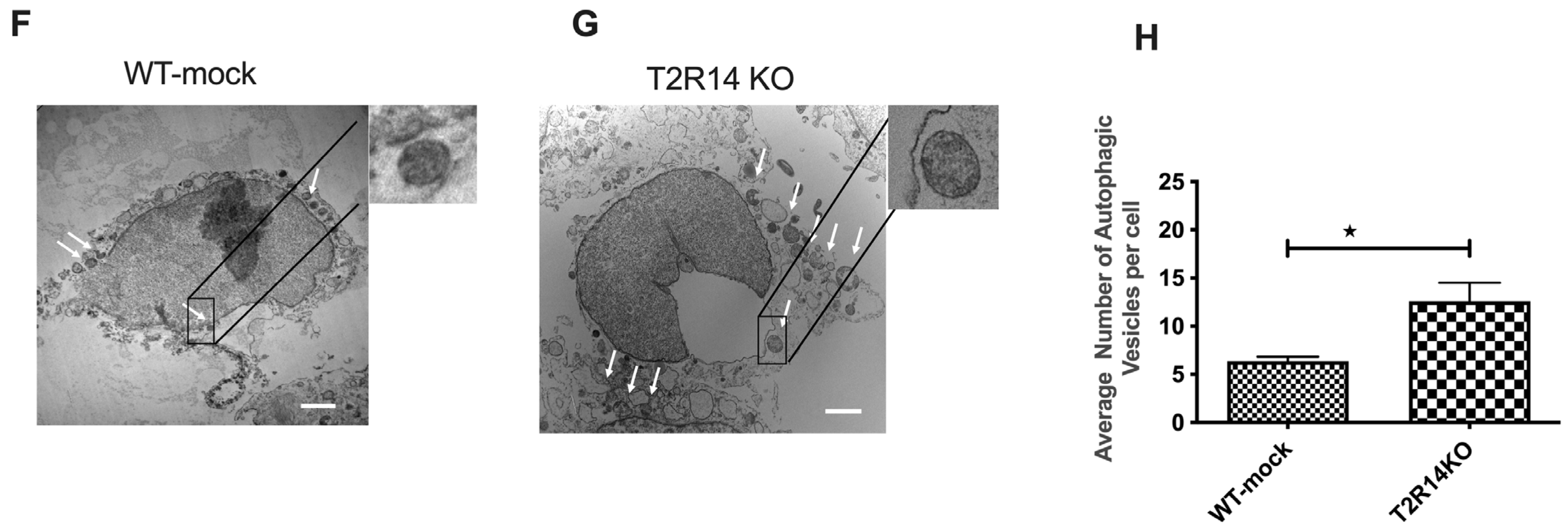 Cells 13 00531 g001b