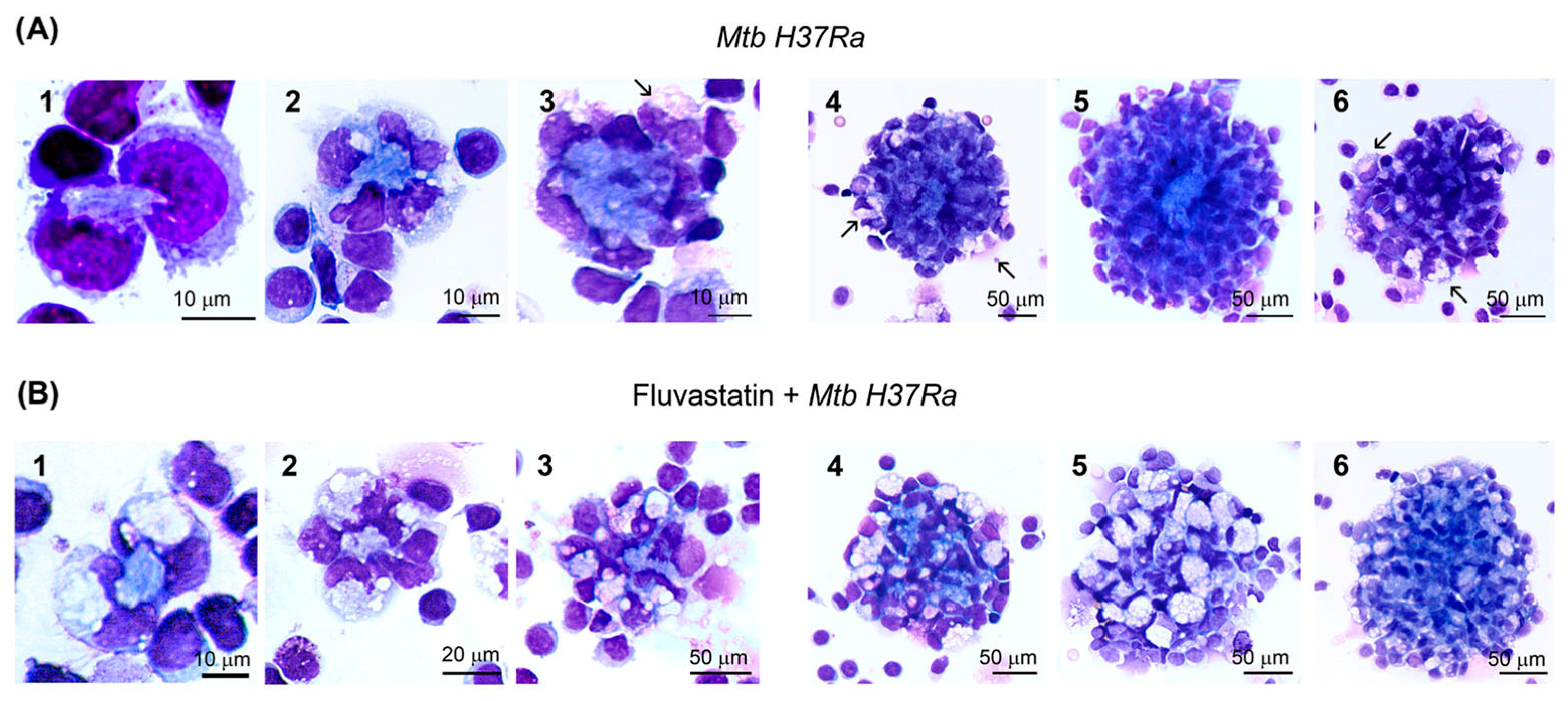 Cells 13 00536 g002 Cells 13 00536 g002