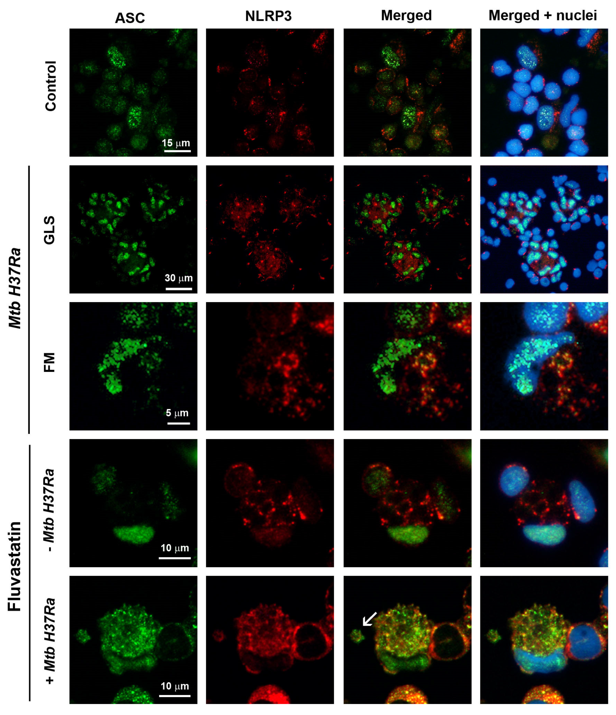 Cells 13 00536 g004 Cells 13 00536 g004