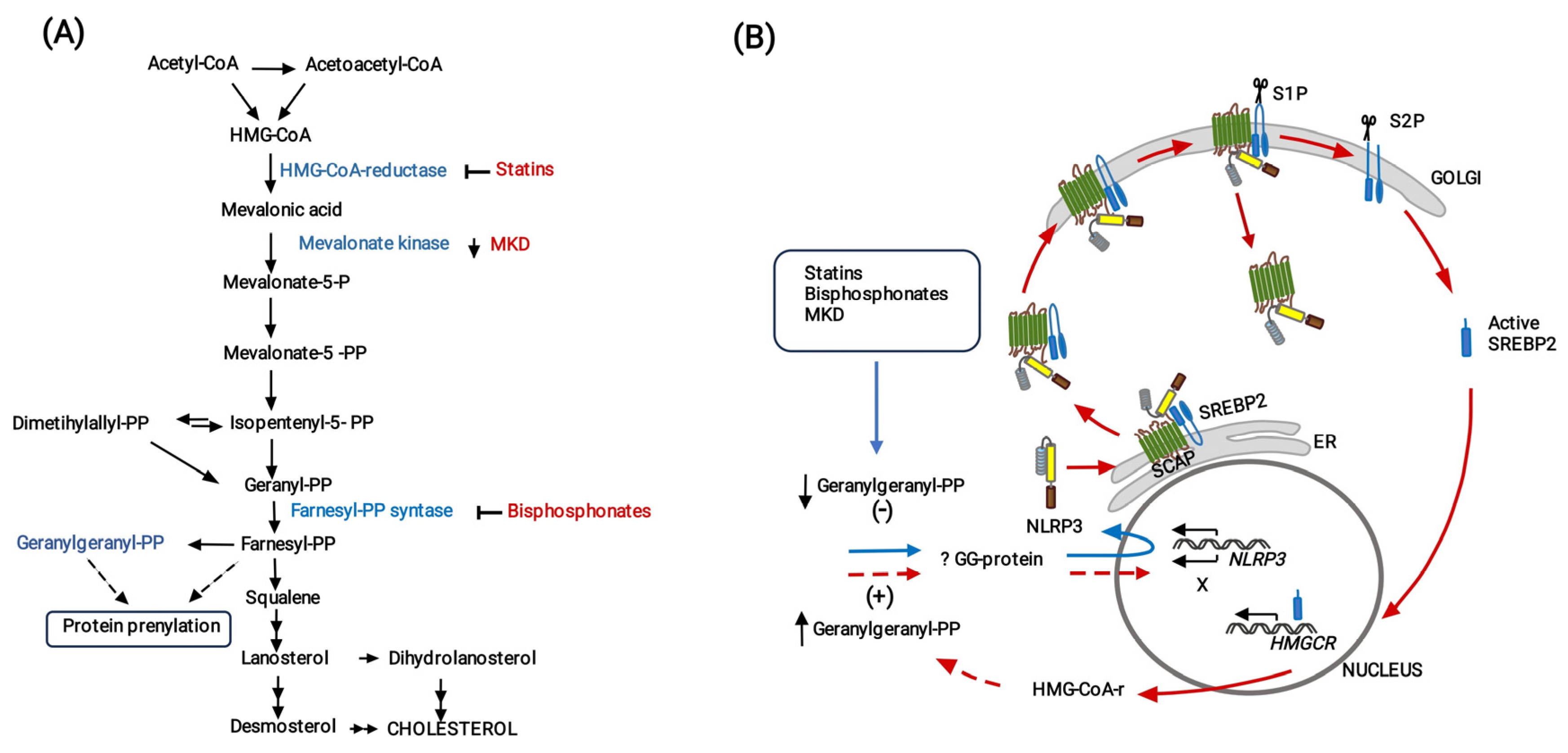 Cells 13 00536 g008 Cells 13 00536 g008