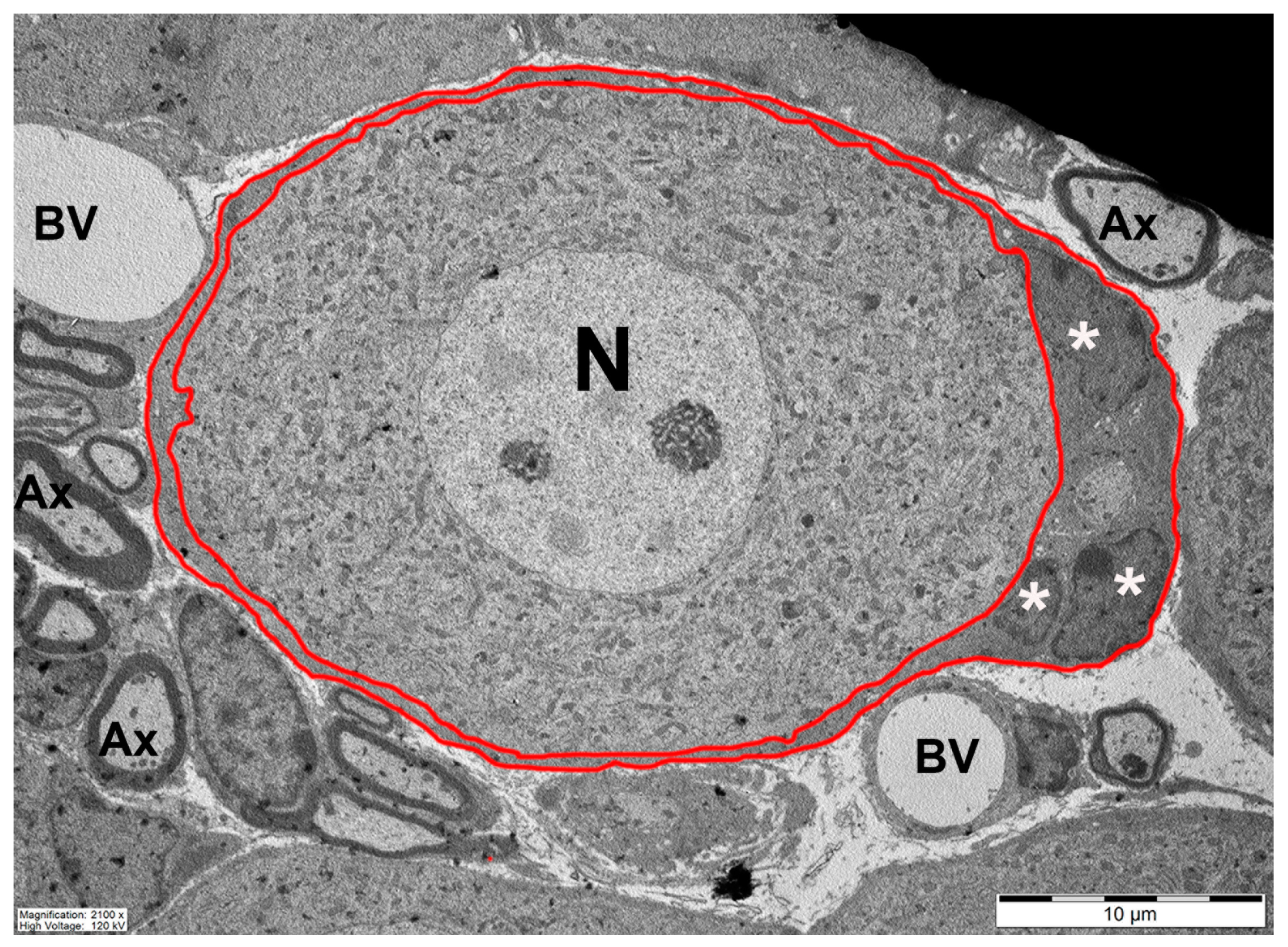 Cells 13 00566 g001 Cells 13 00566 g001