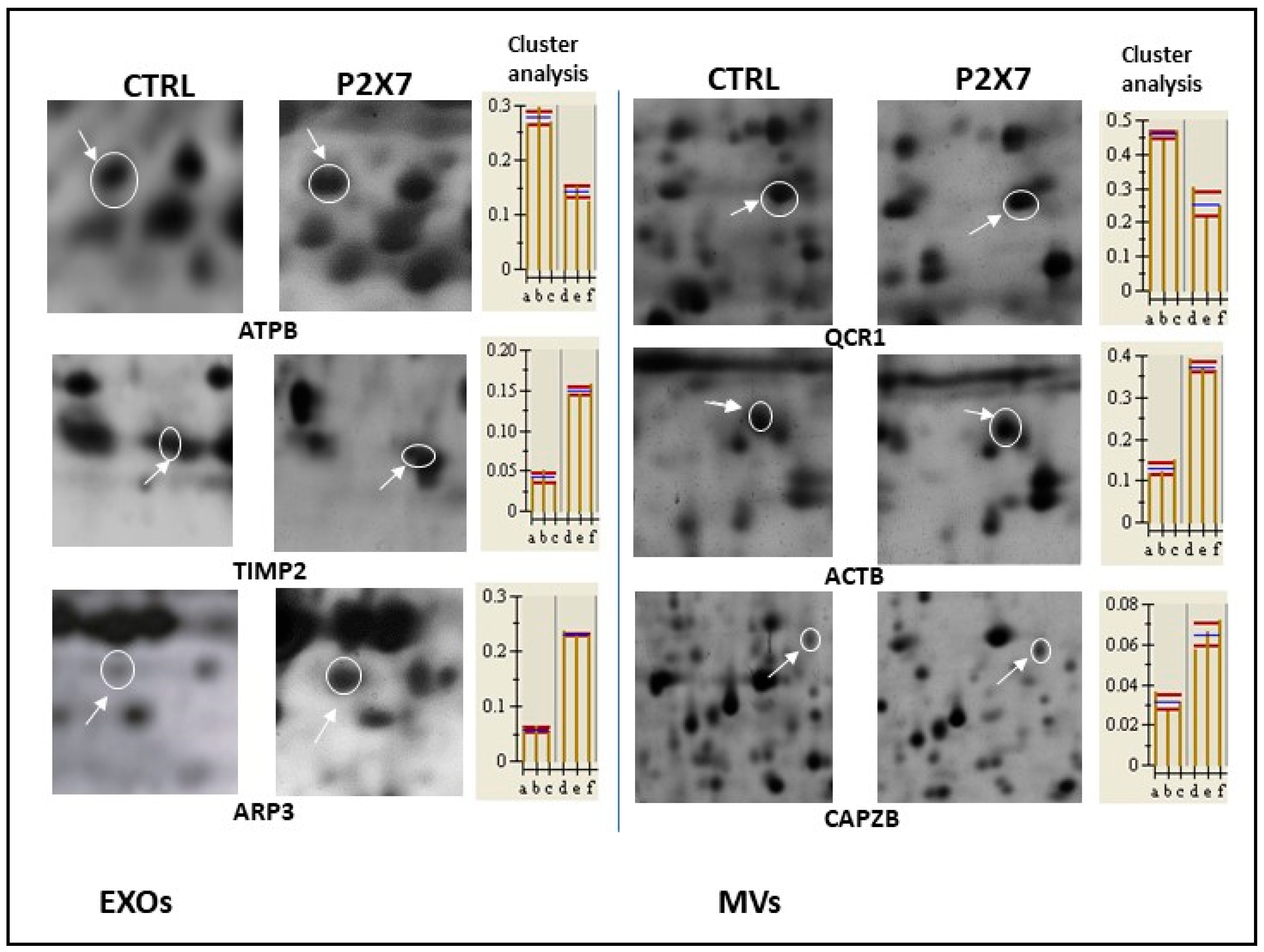 Cells 13 00571 g002 Cells 13 00571 g002