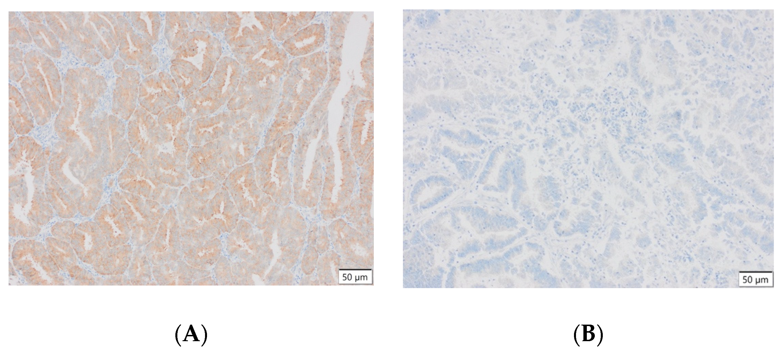 Cells 13 00580 g003a Cells 13 00580 g003a