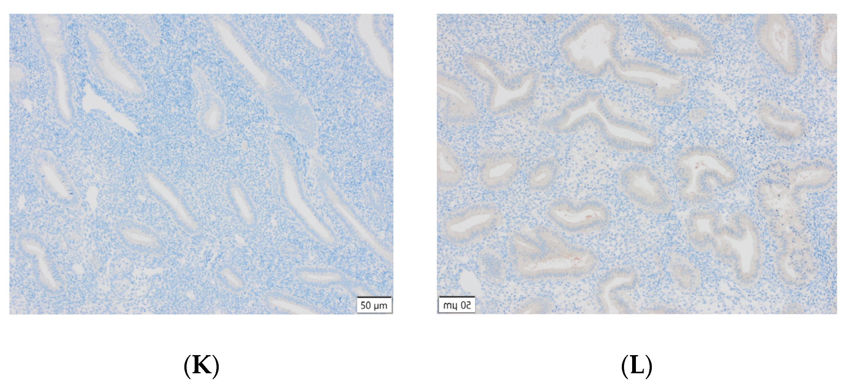 Cells 13 00580 g003c Cells 13 00580 g003c