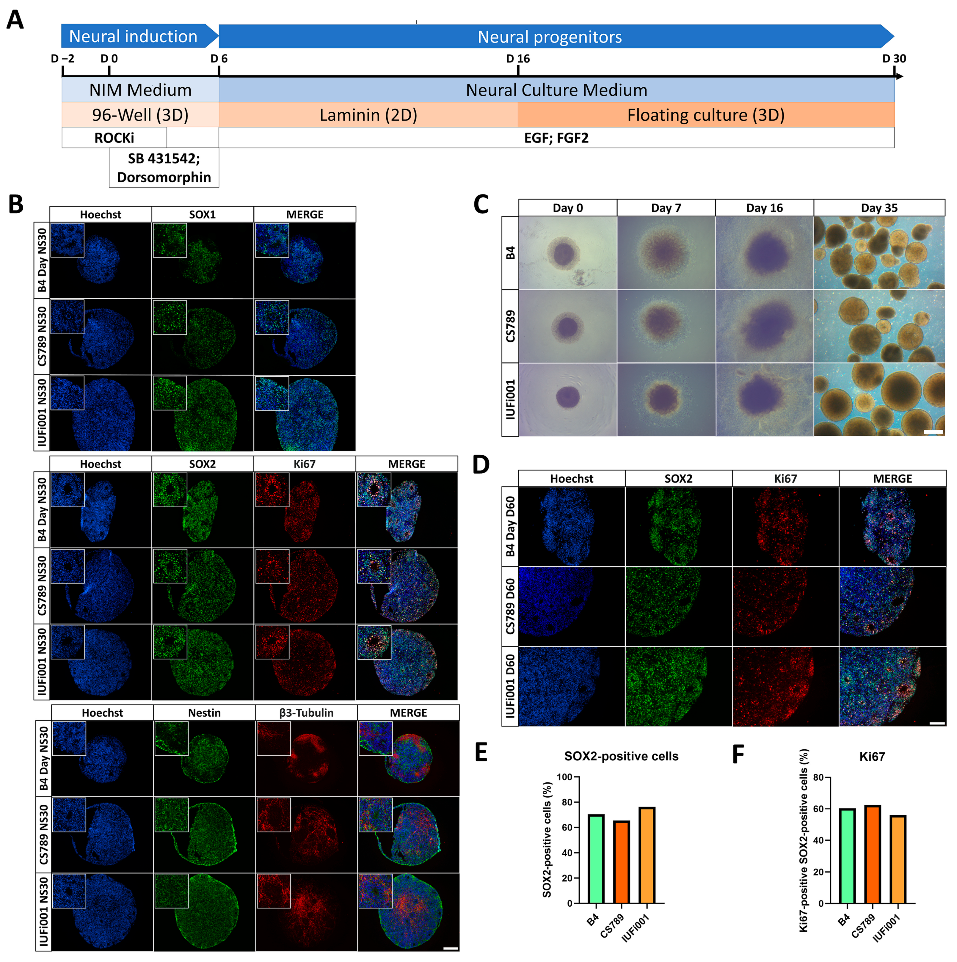 Cells 13 00591 g001 Cells 13 00591 g001