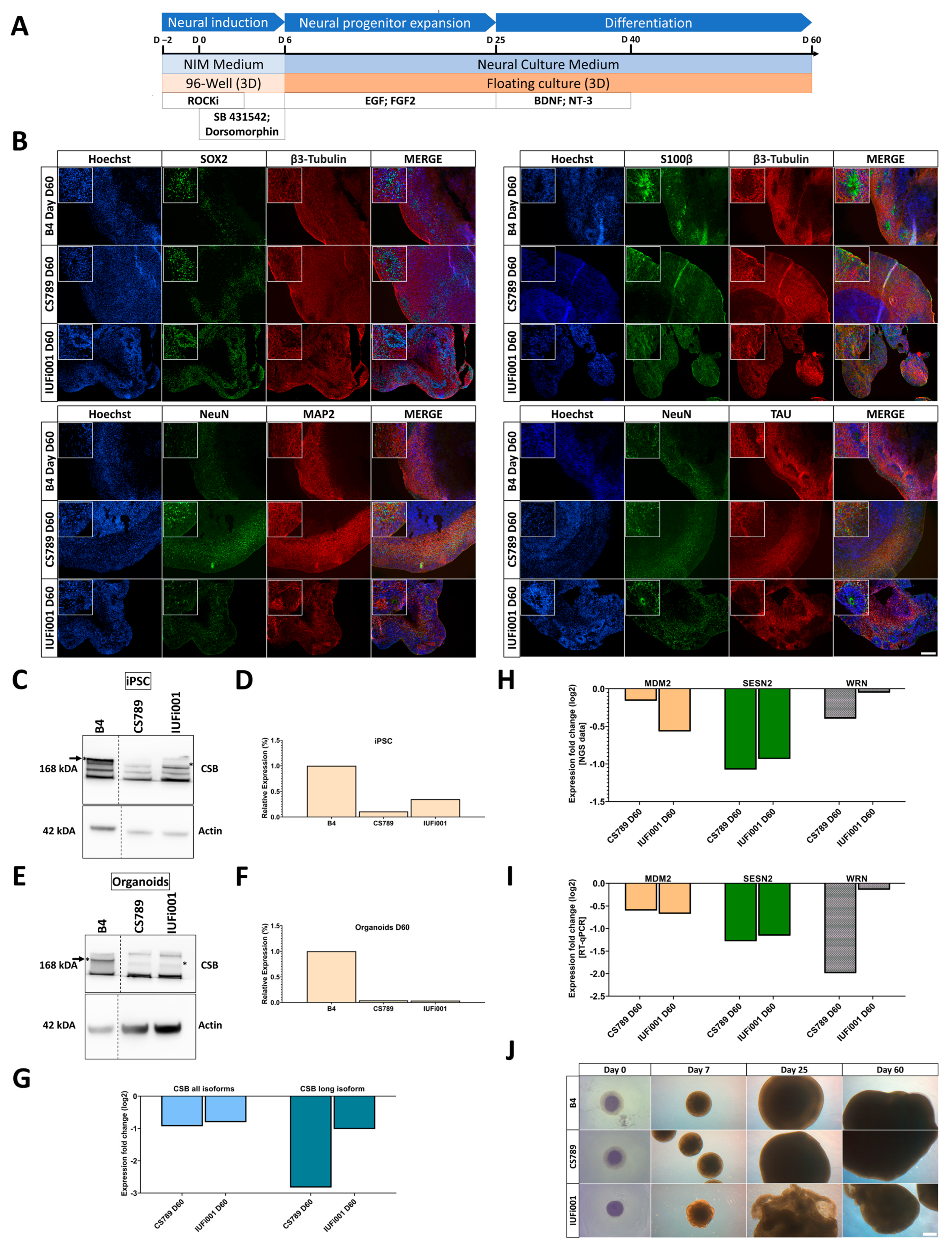 Cells 13 00591 g002 Cells 13 00591 g002