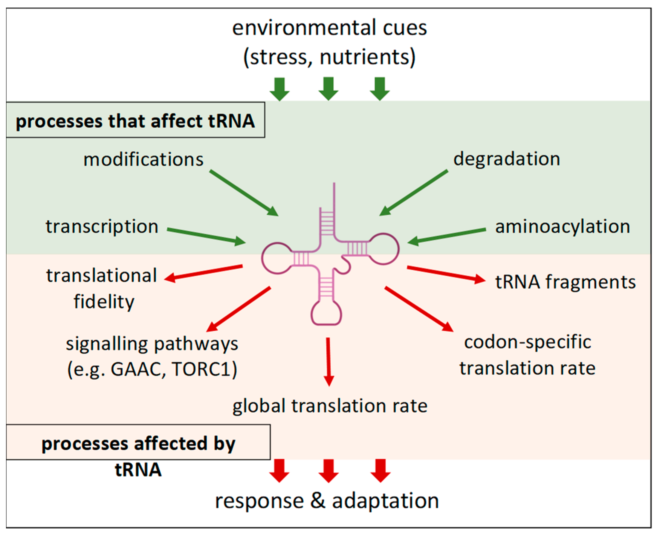 Cells 13 00599 g002 Cells 13 00599 g002