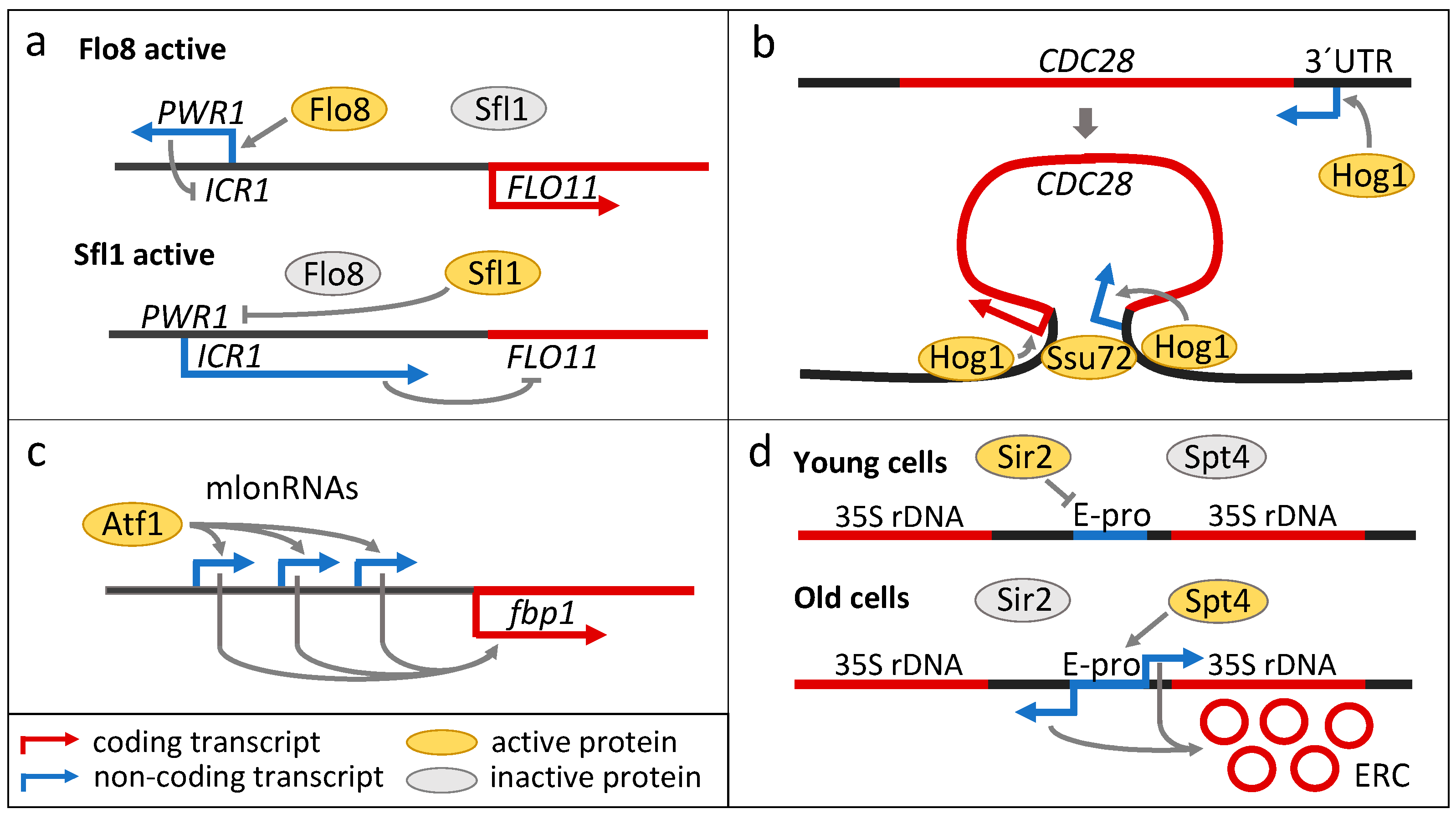 Cells 13 00599 g003 Cells 13 00599 g003