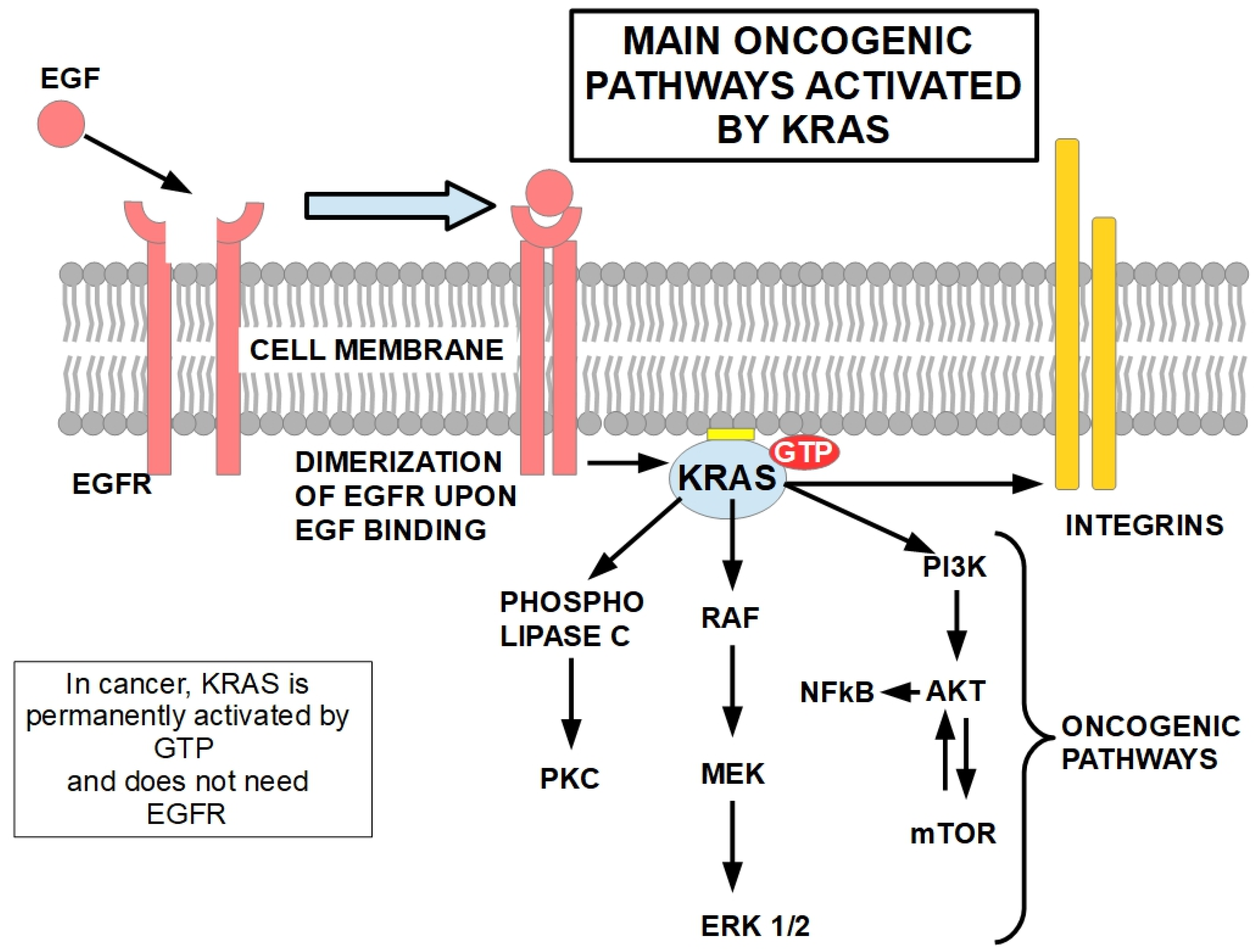 Cells 13 00602 g003 Cells 13 00602 g003