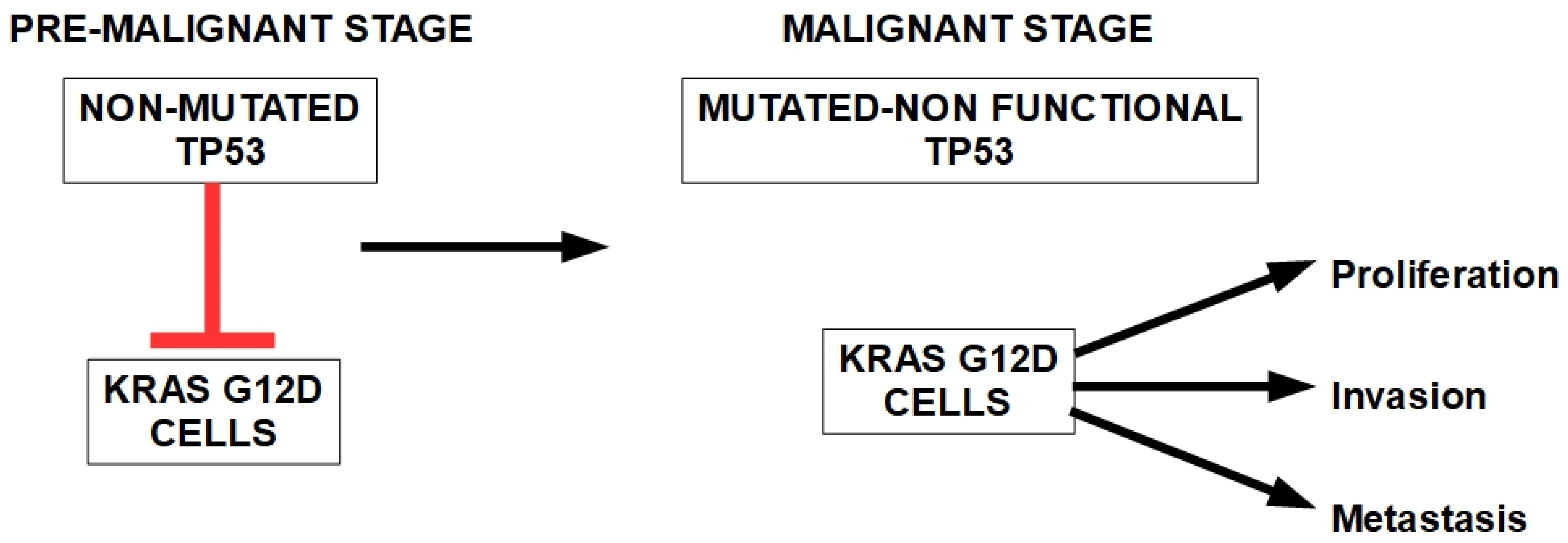 Cells 13 00602 g004 Cells 13 00602 g004