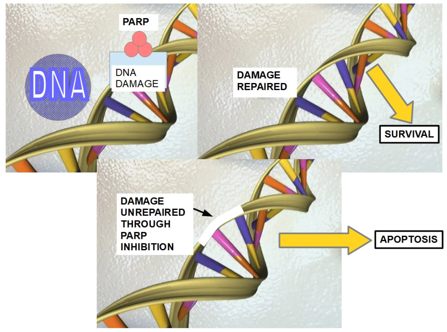 Cells 13 00602 g006 Cells 13 00602 g006
