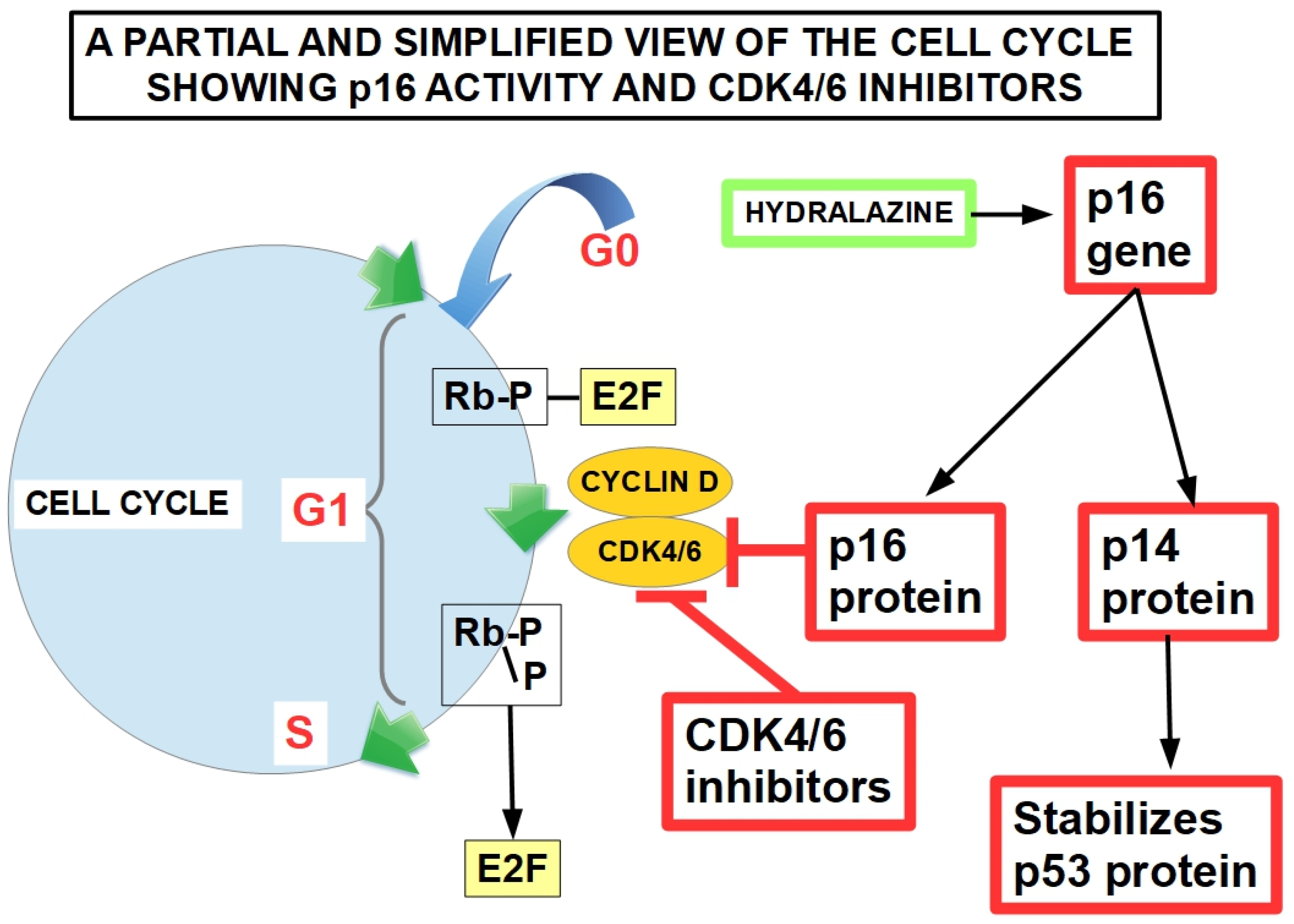 Cells 13 00602 g007 Cells 13 00602 g007