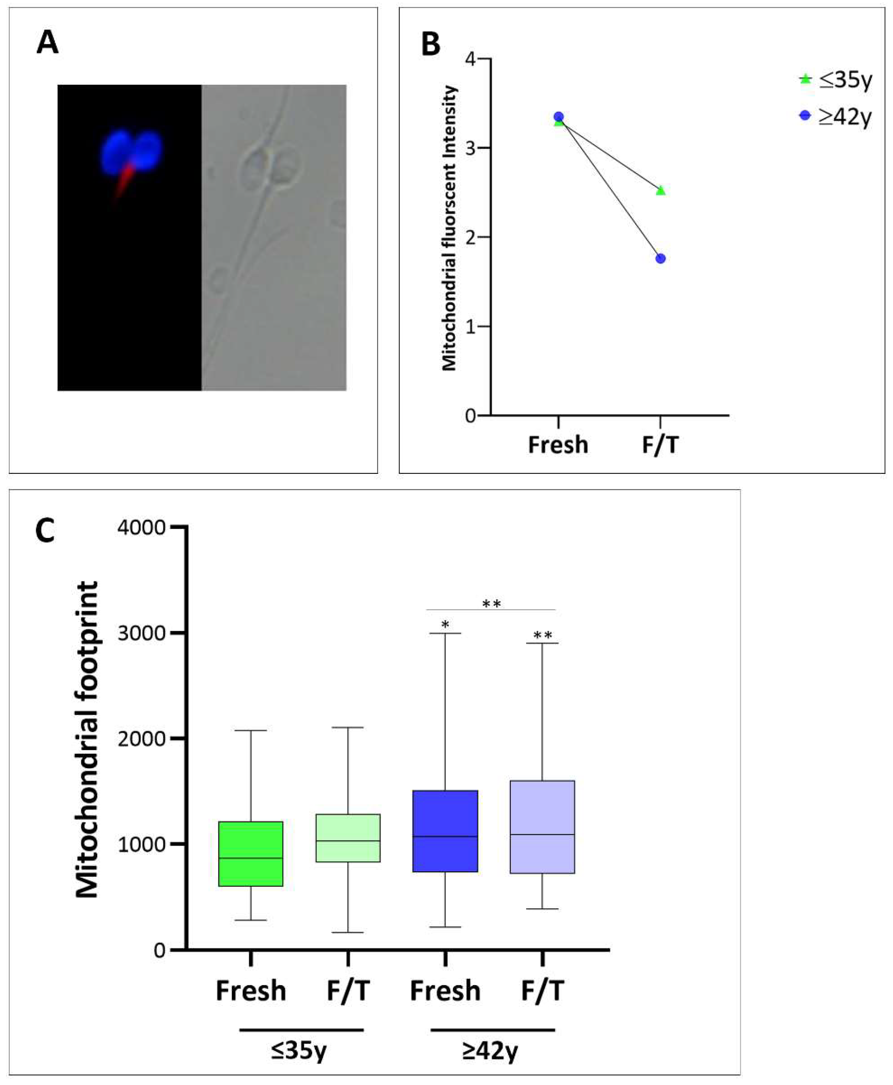 Cells 13 00625 g003 Cells 13 00625 g003