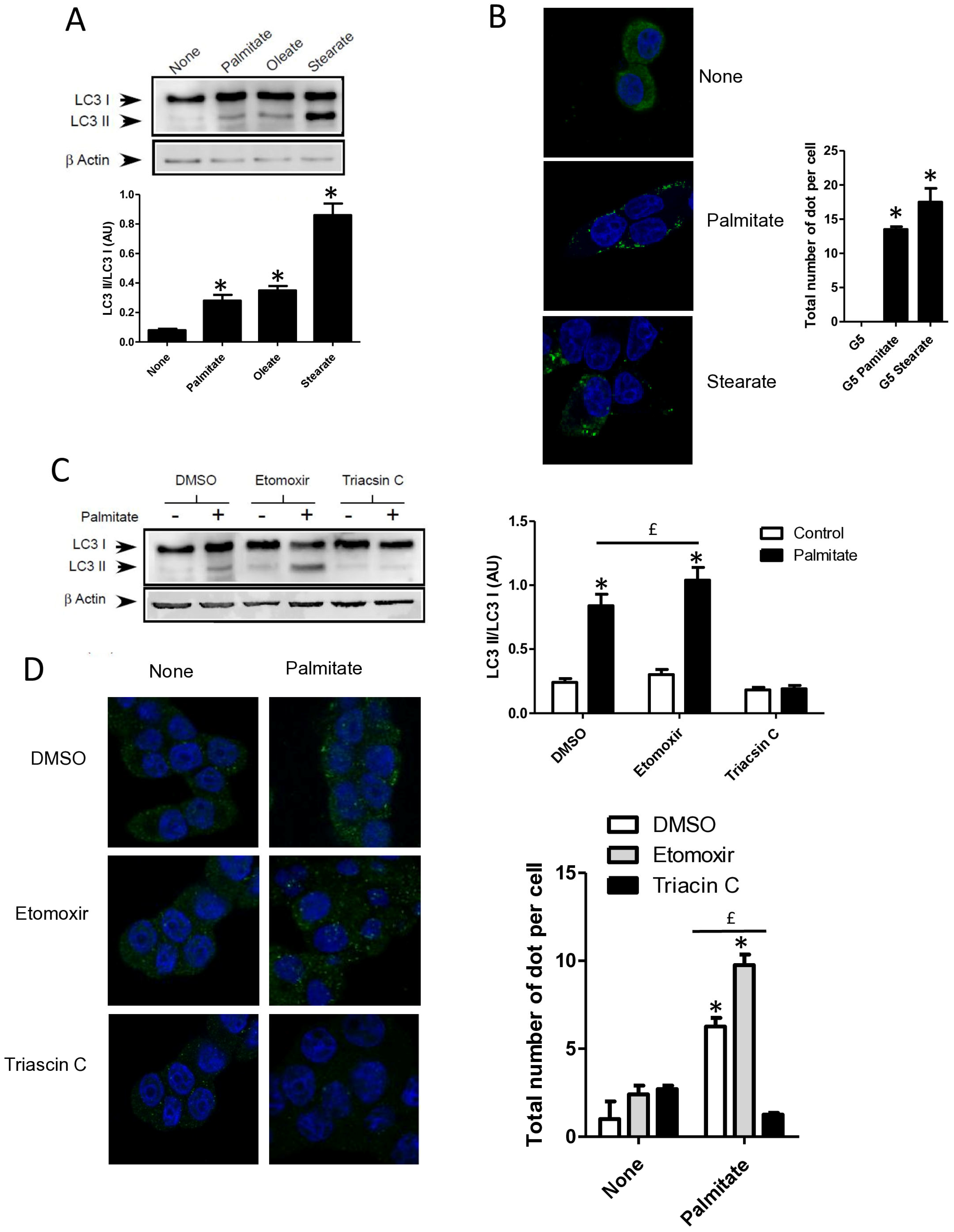 Cells 13 00636 g003a
