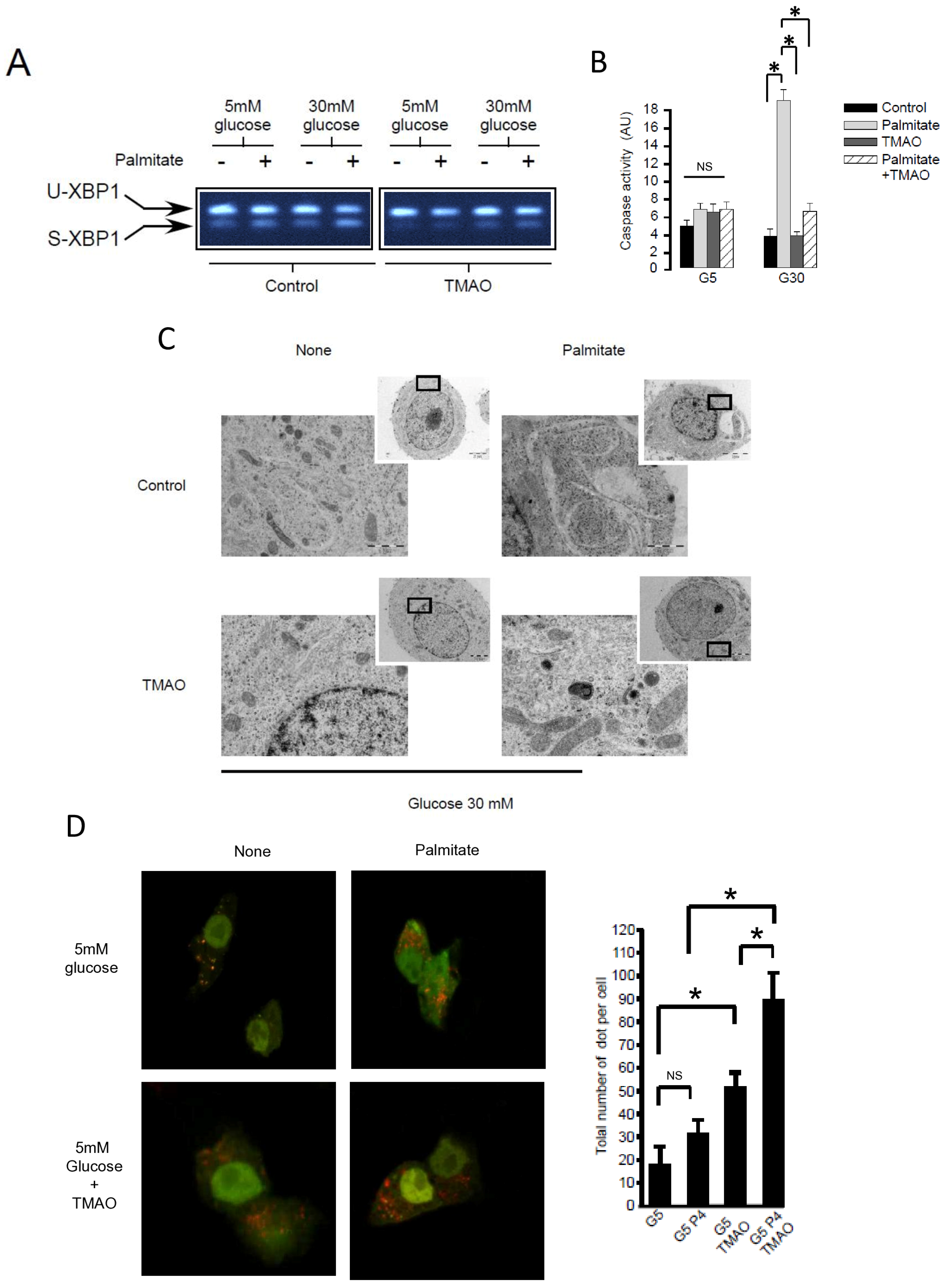Cells 13 00636 g004a