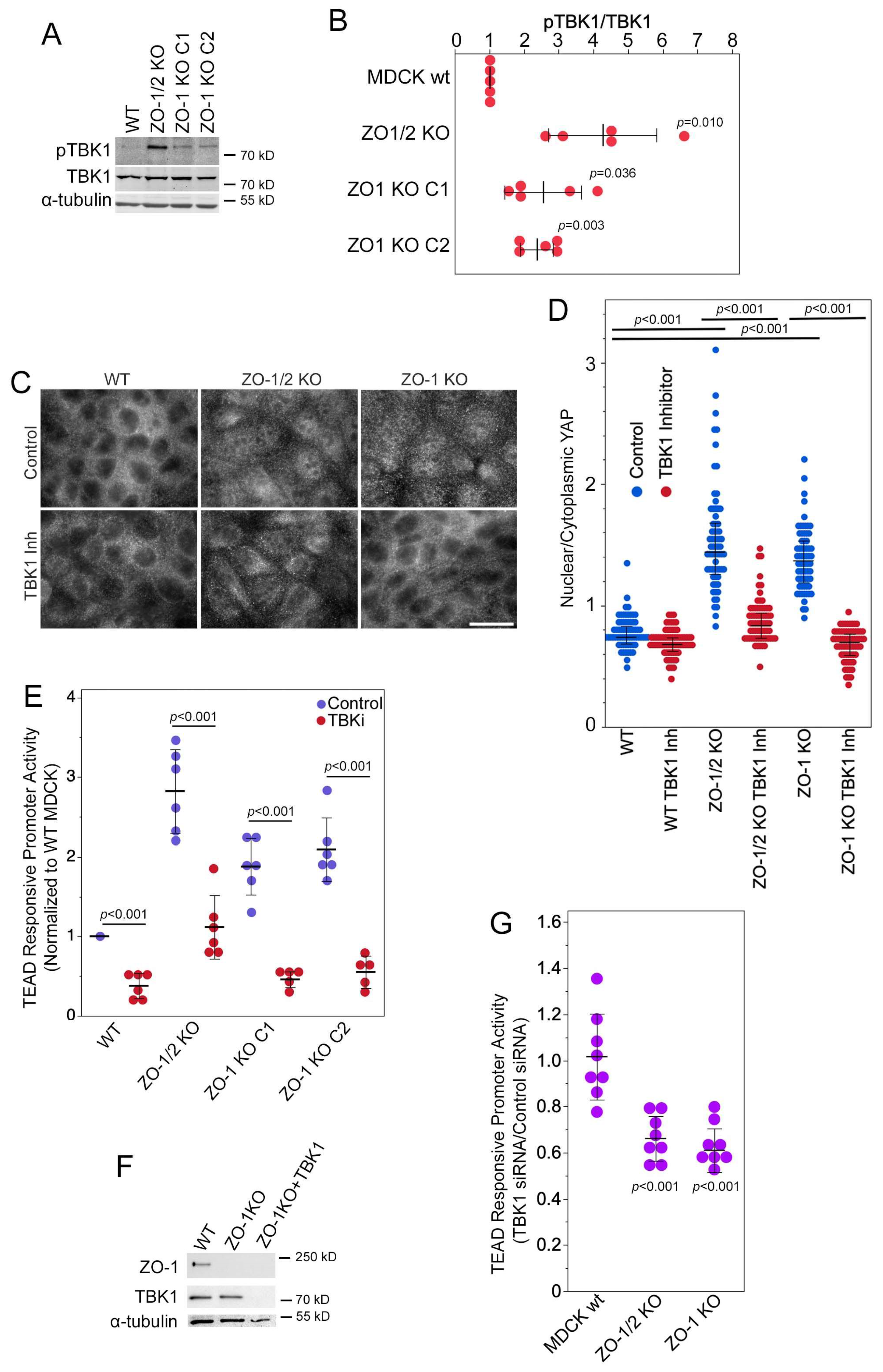 Cells 13 00640 g003 Cells 13 00640 g003
