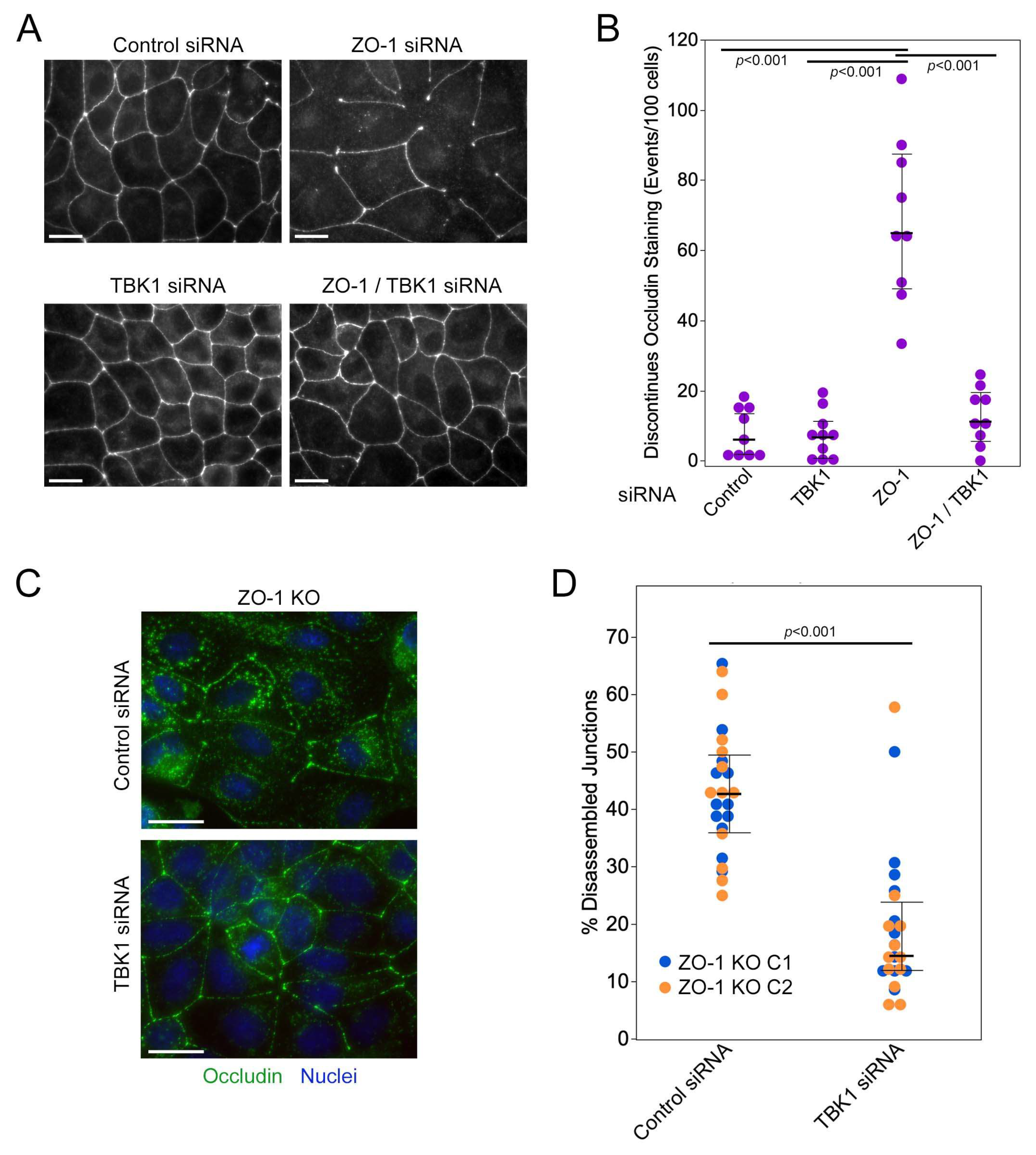 Cells 13 00640 g004 Cells 13 00640 g004