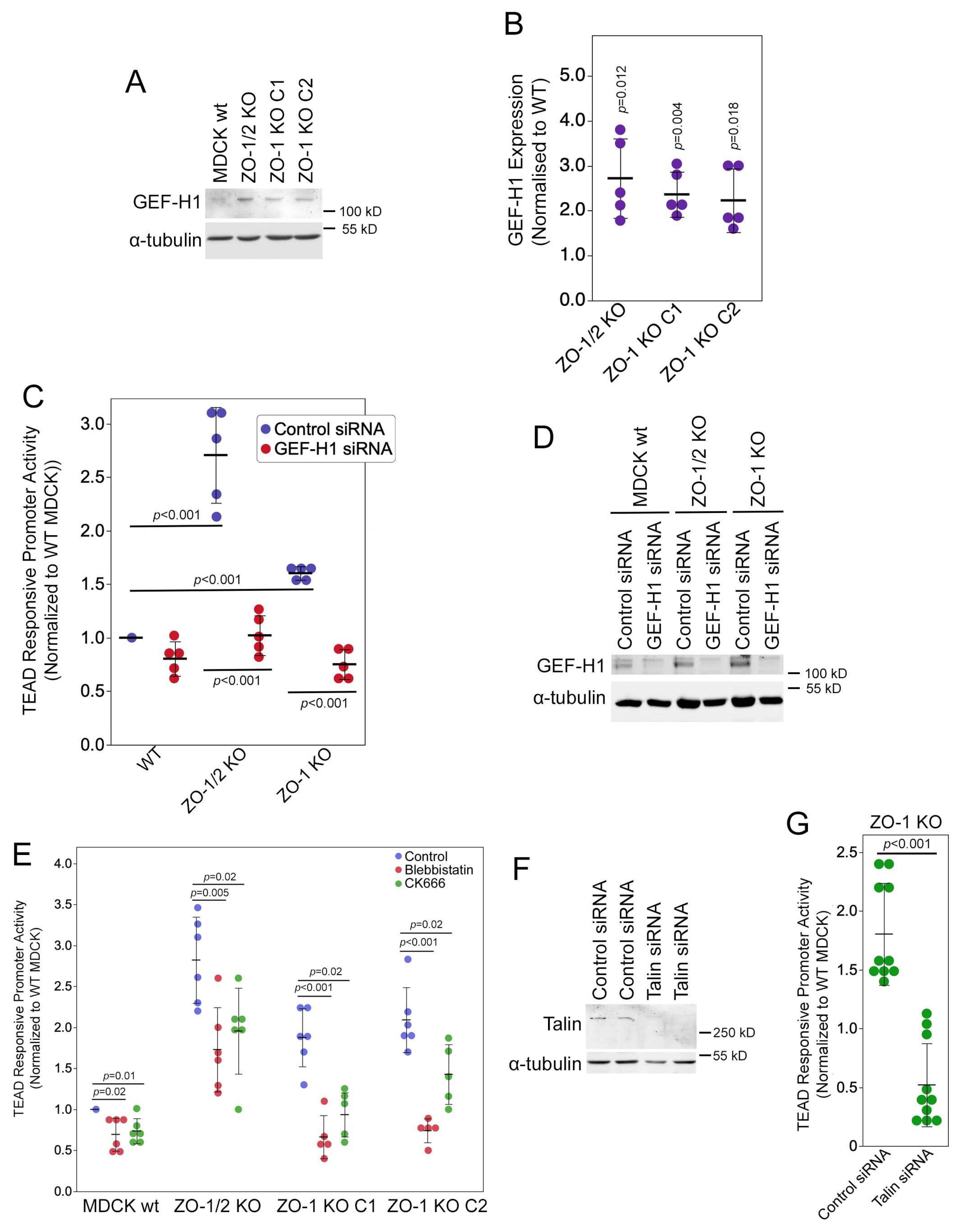 Cells 13 00640 g005 Cells 13 00640 g005