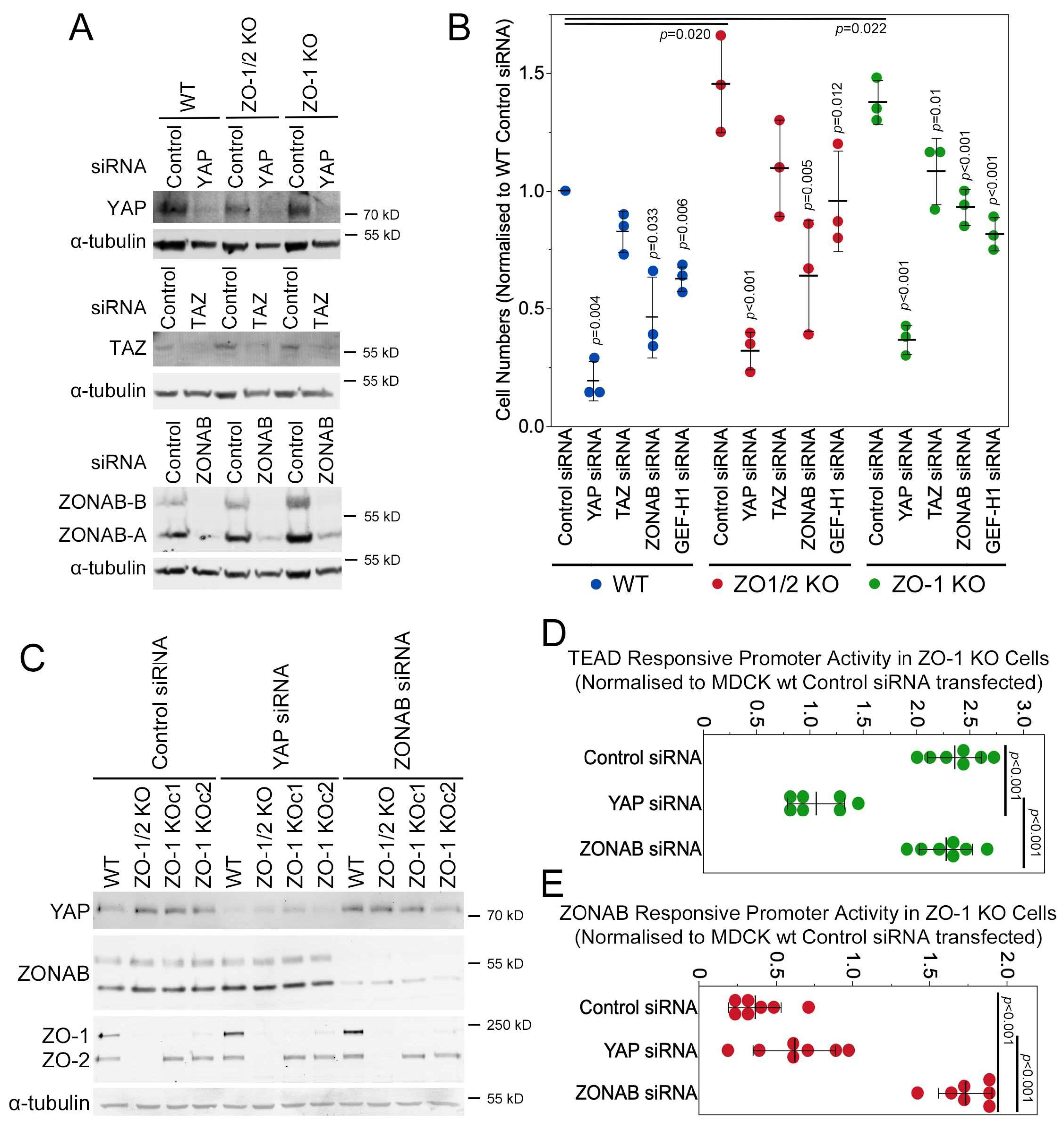 Cells 13 00640 g006 Cells 13 00640 g006