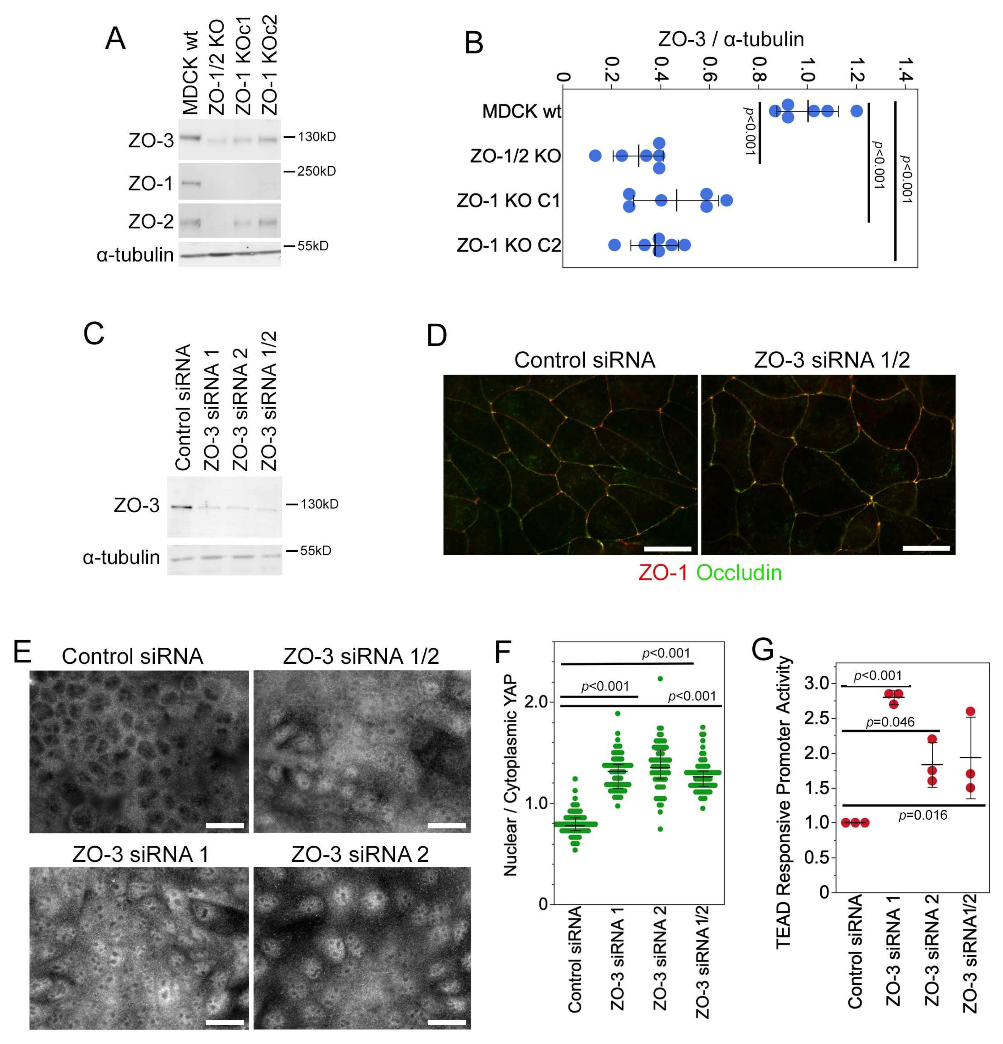 Cells 13 00640 g007 Cells 13 00640 g007