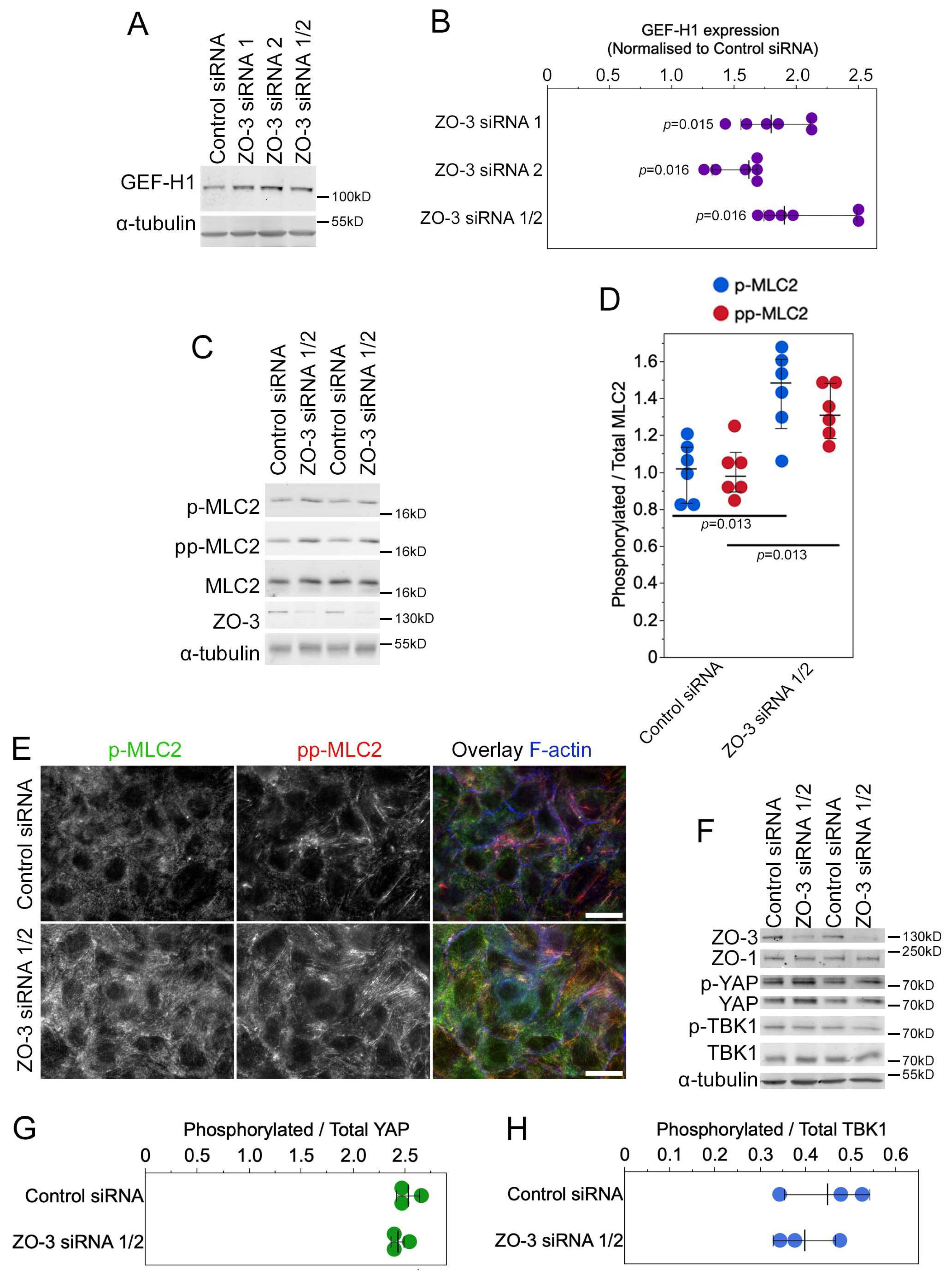 Cells 13 00640 g008 Cells 13 00640 g008