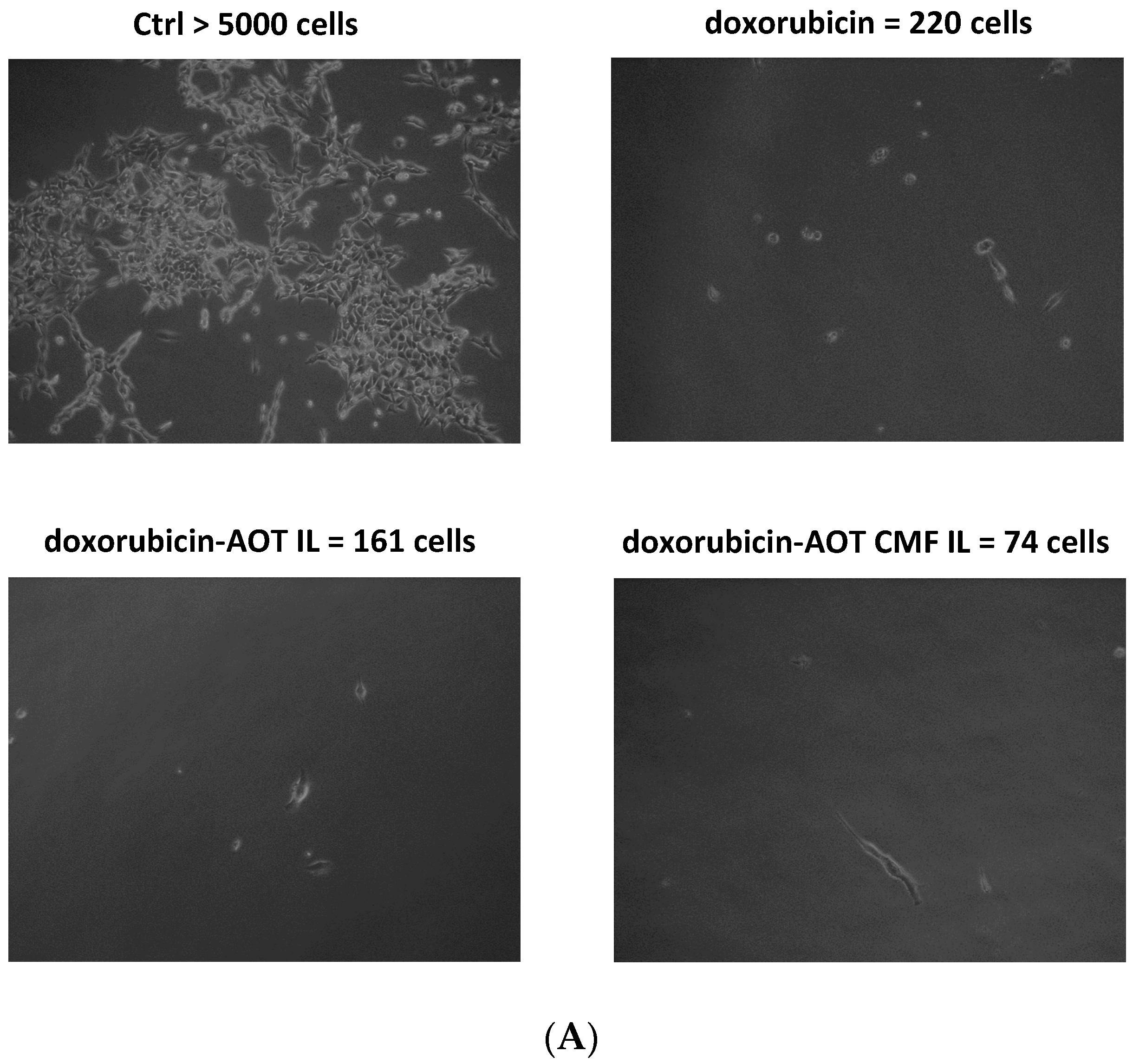 Cells 13 00641 g006a