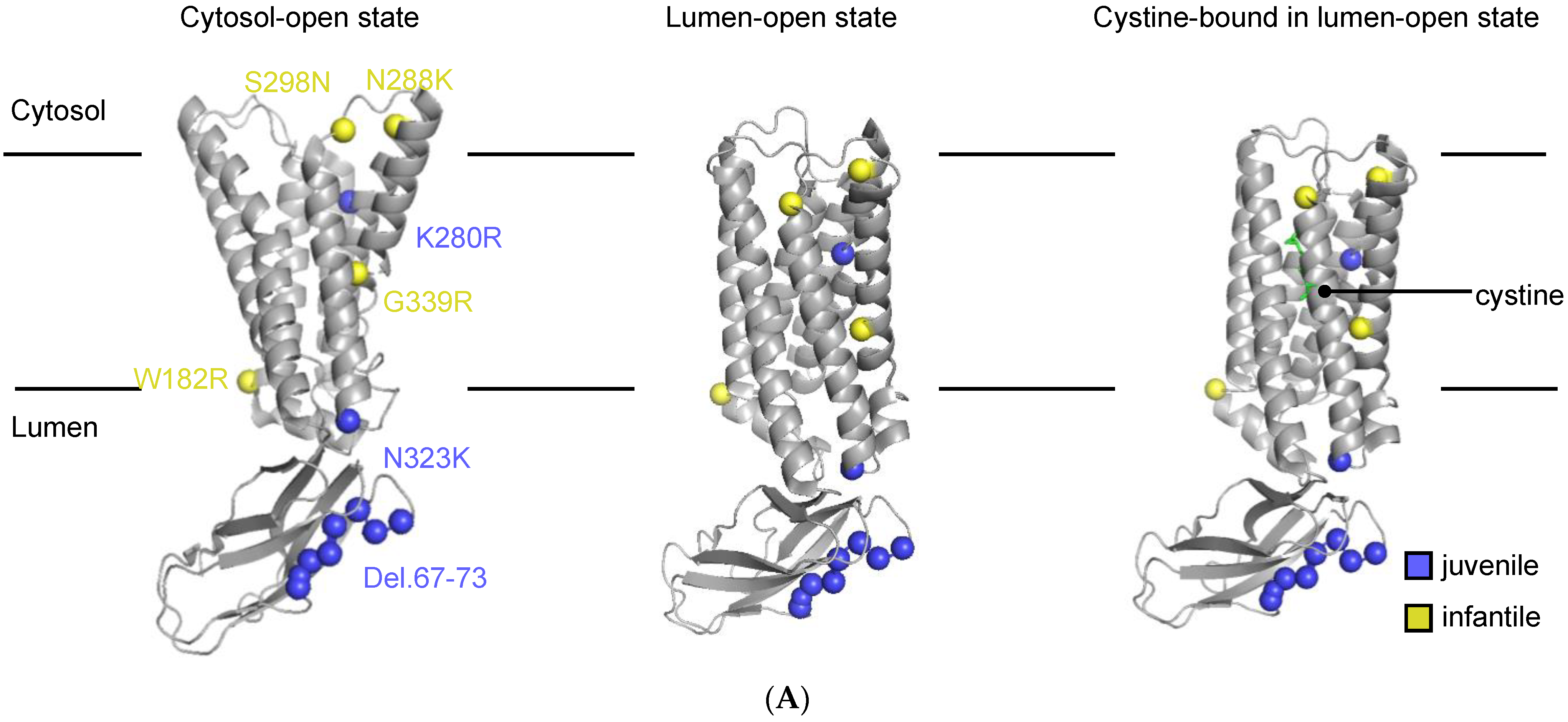 Cells 13 00646 g001a