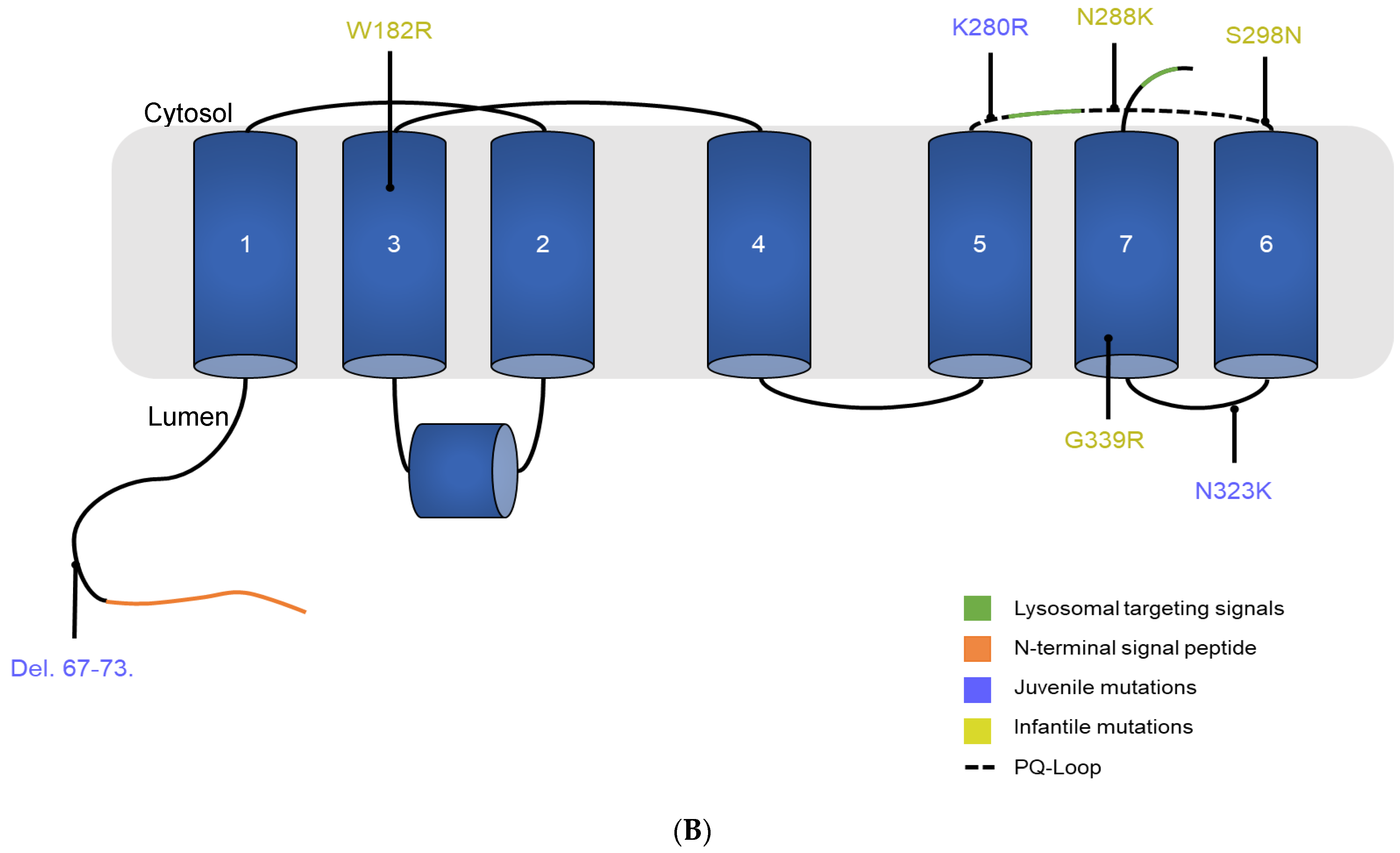 Cells 13 00646 g001b