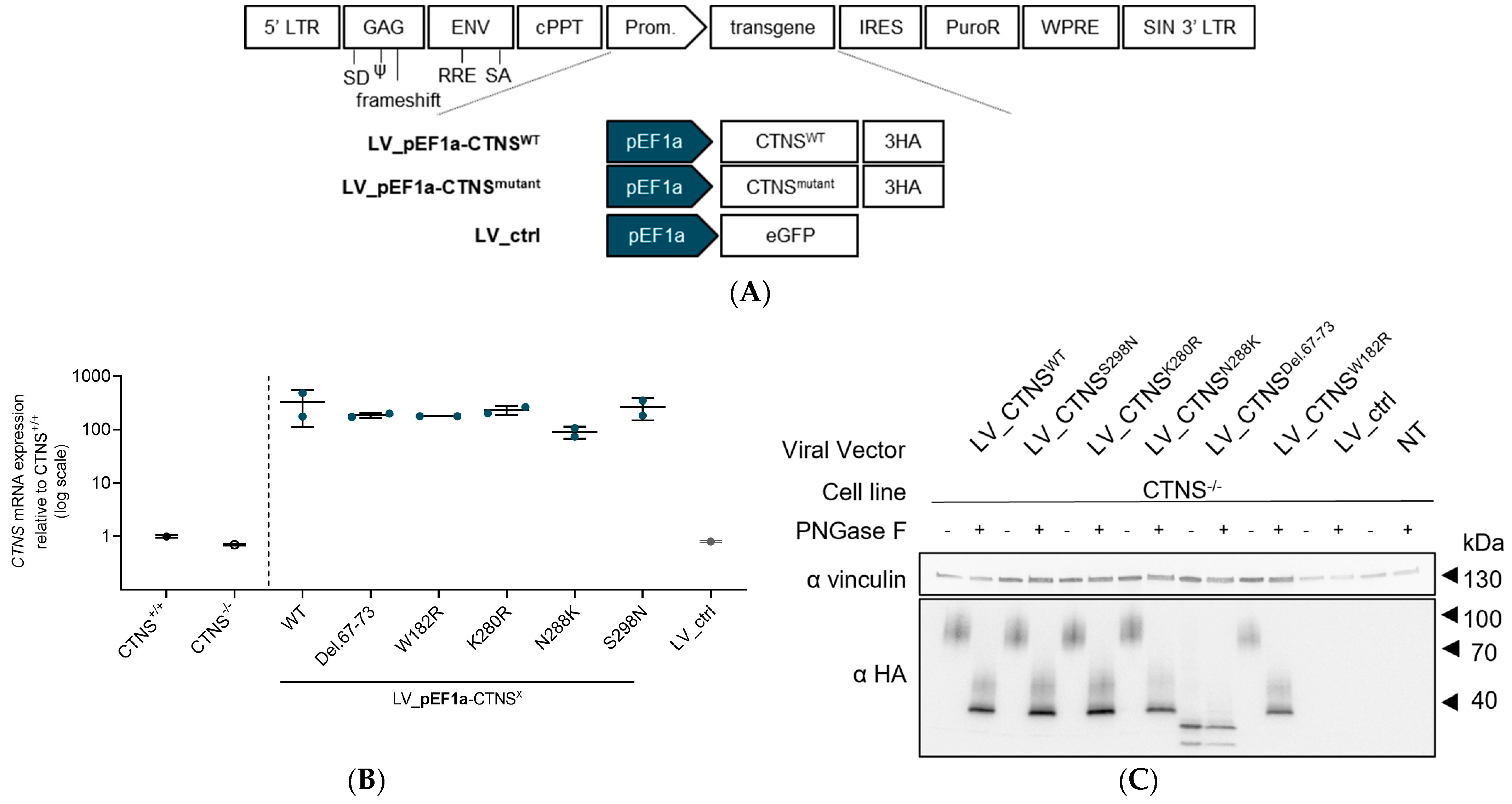 Cells 13 00646 g002a