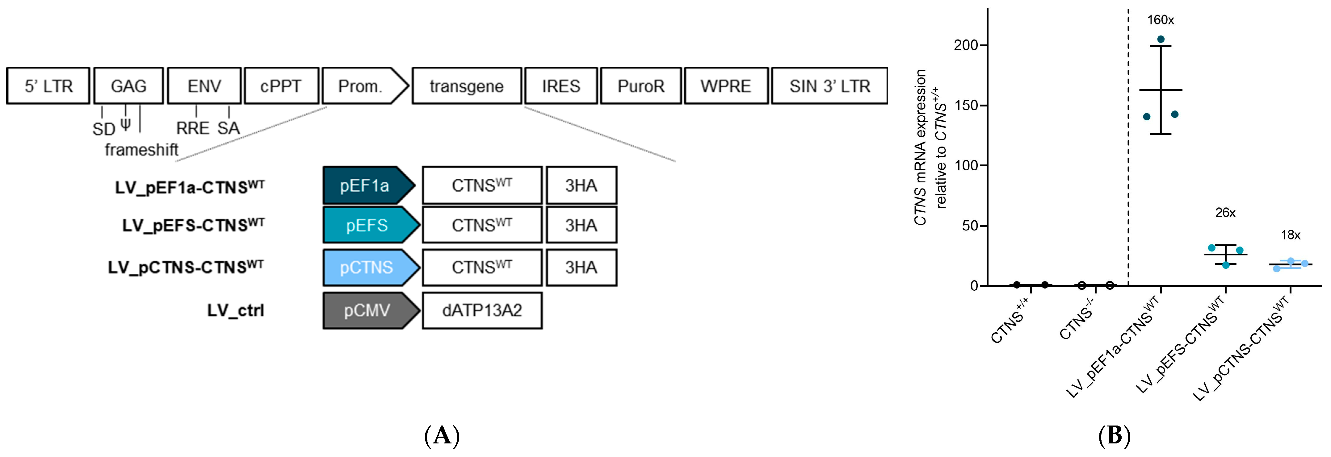 Cells 13 00646 g003a