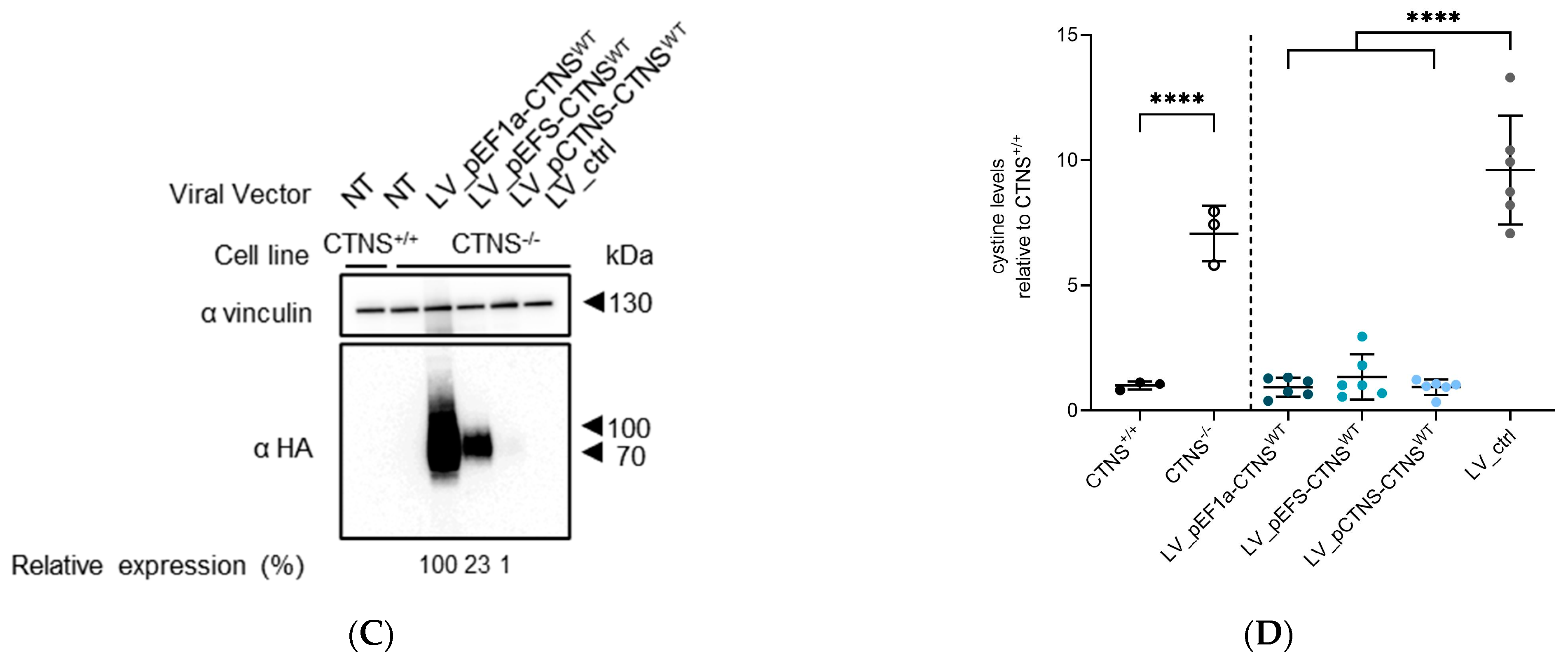 Cells 13 00646 g003b
