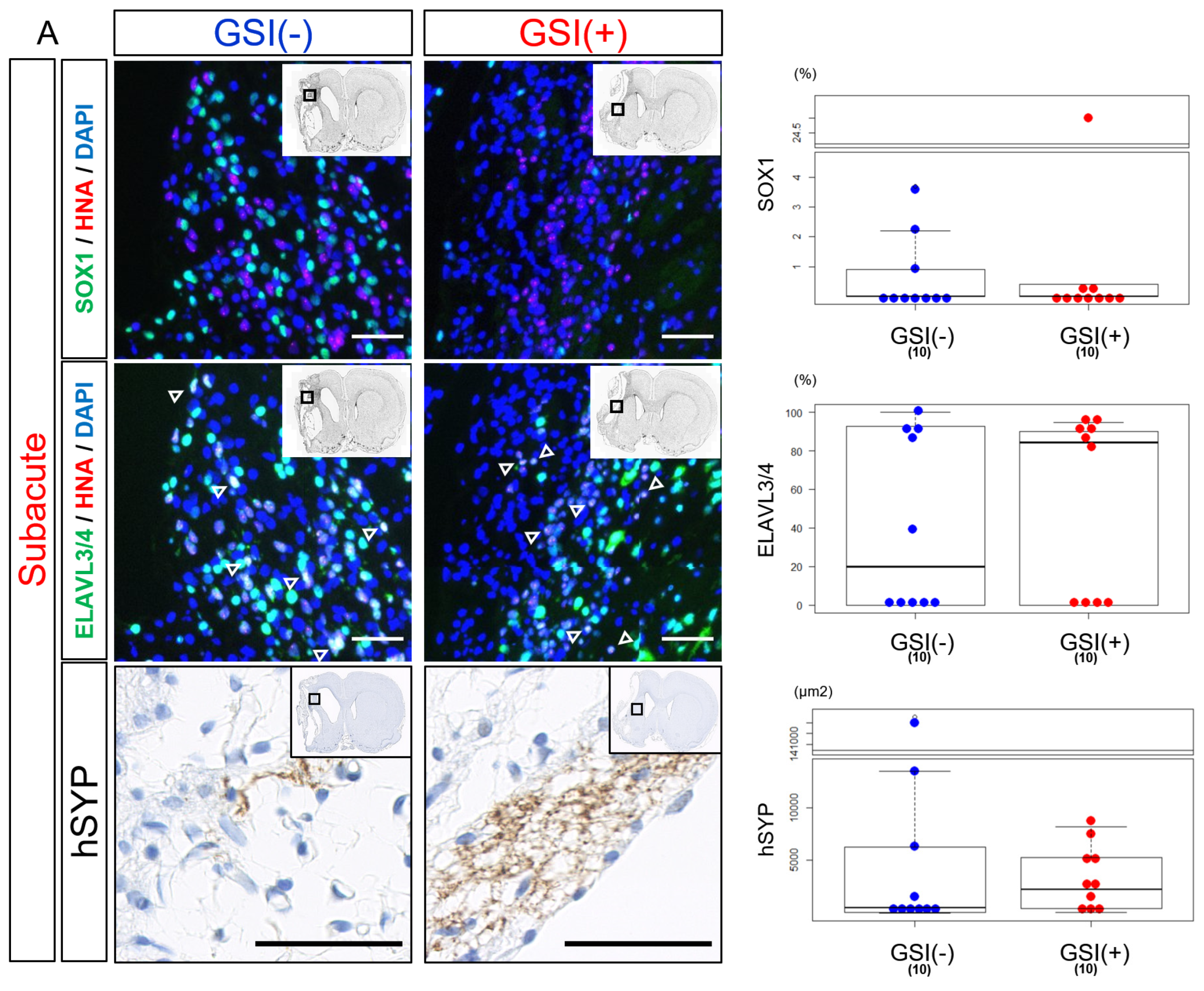 Cells 13 00671 g005a