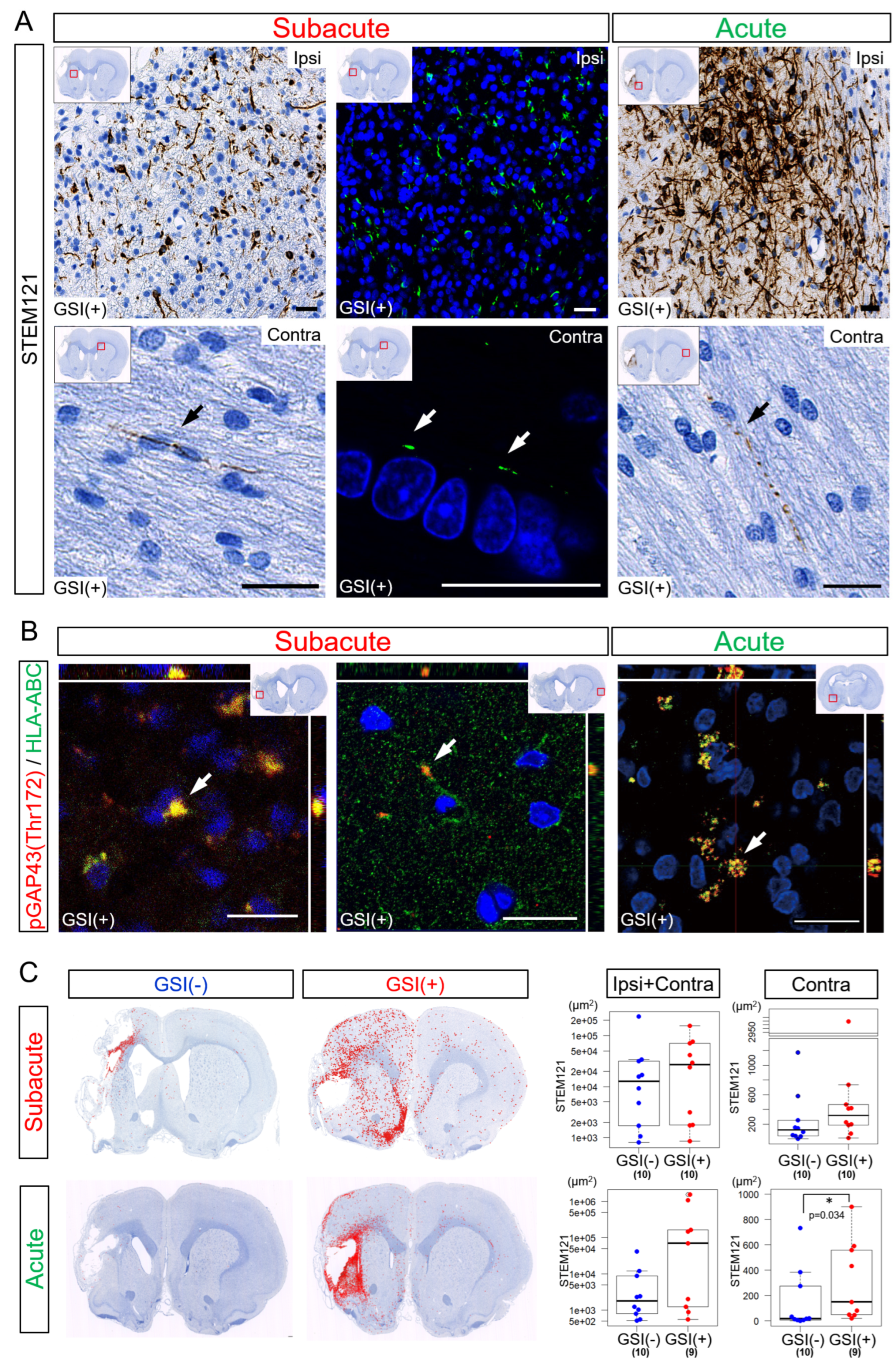 Cells 13 00671 g006