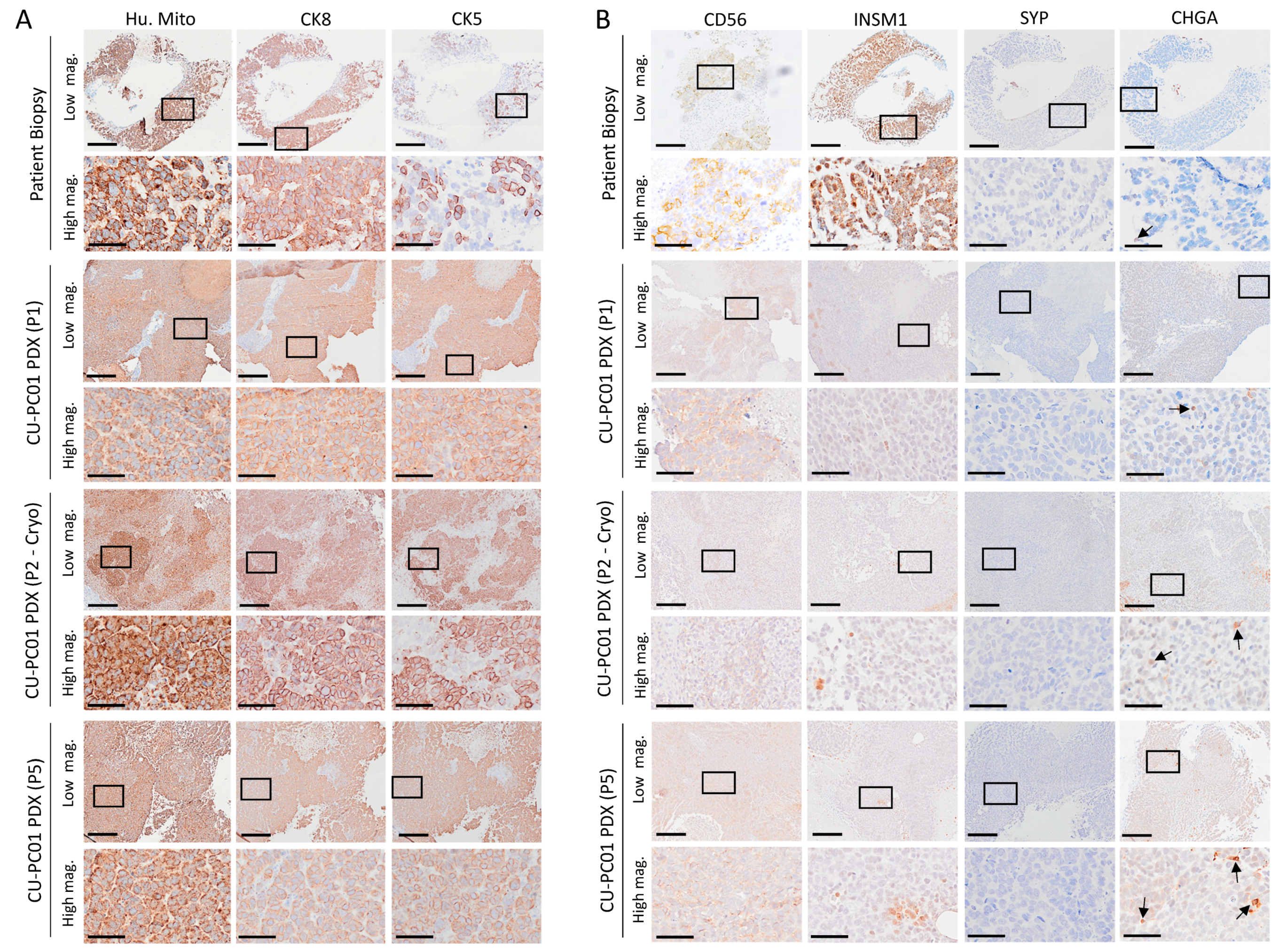 Cells 13 00673 g003 Cells 13 00673 g003