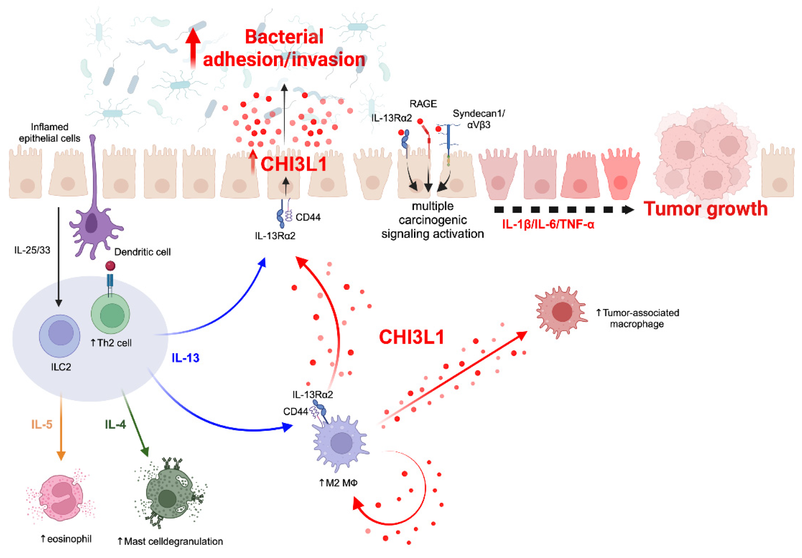 Cells 13 00678 g002 Cells 13 00678 g002