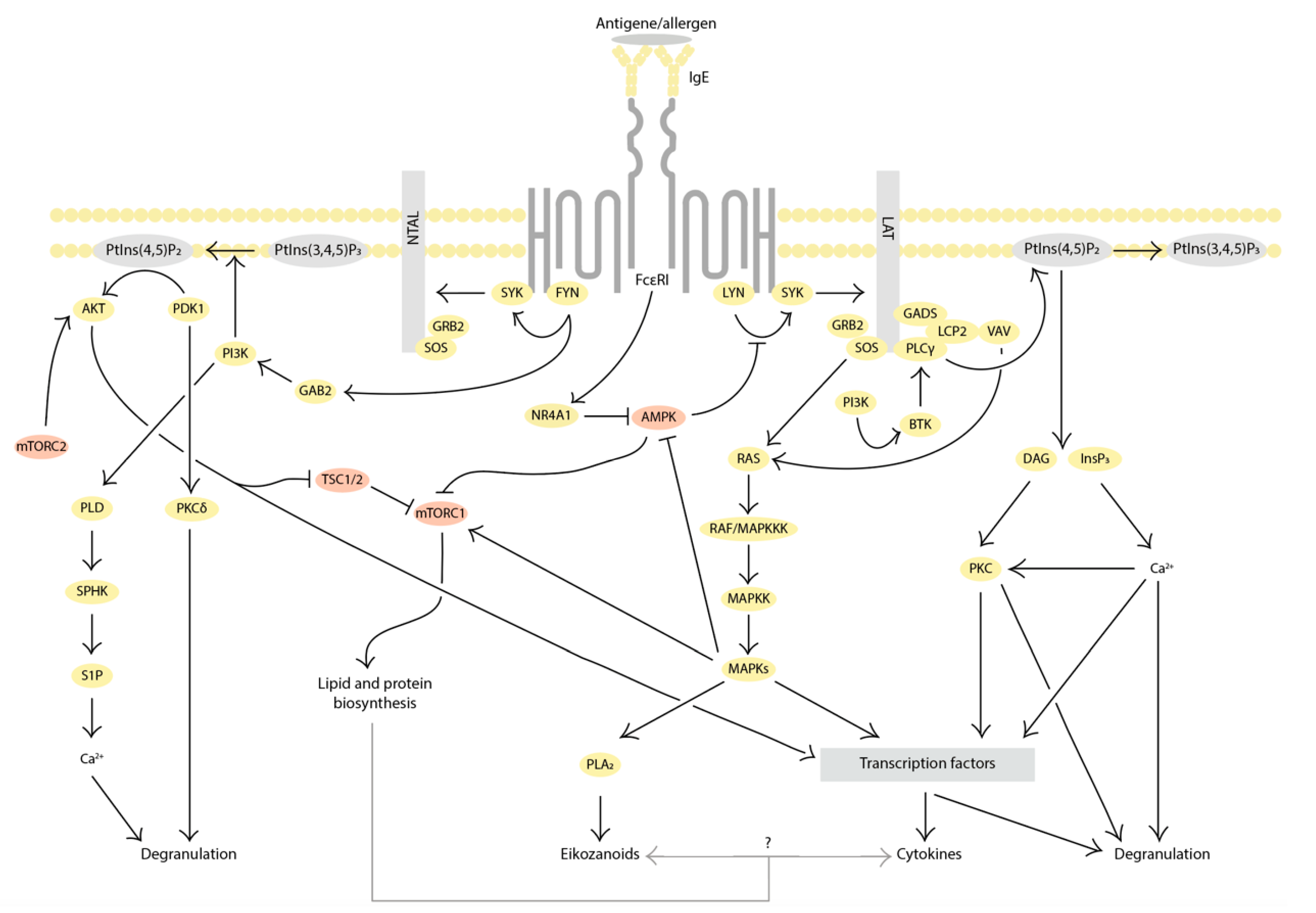 Cells 13 00690 g001 Cells 13 00690 g001