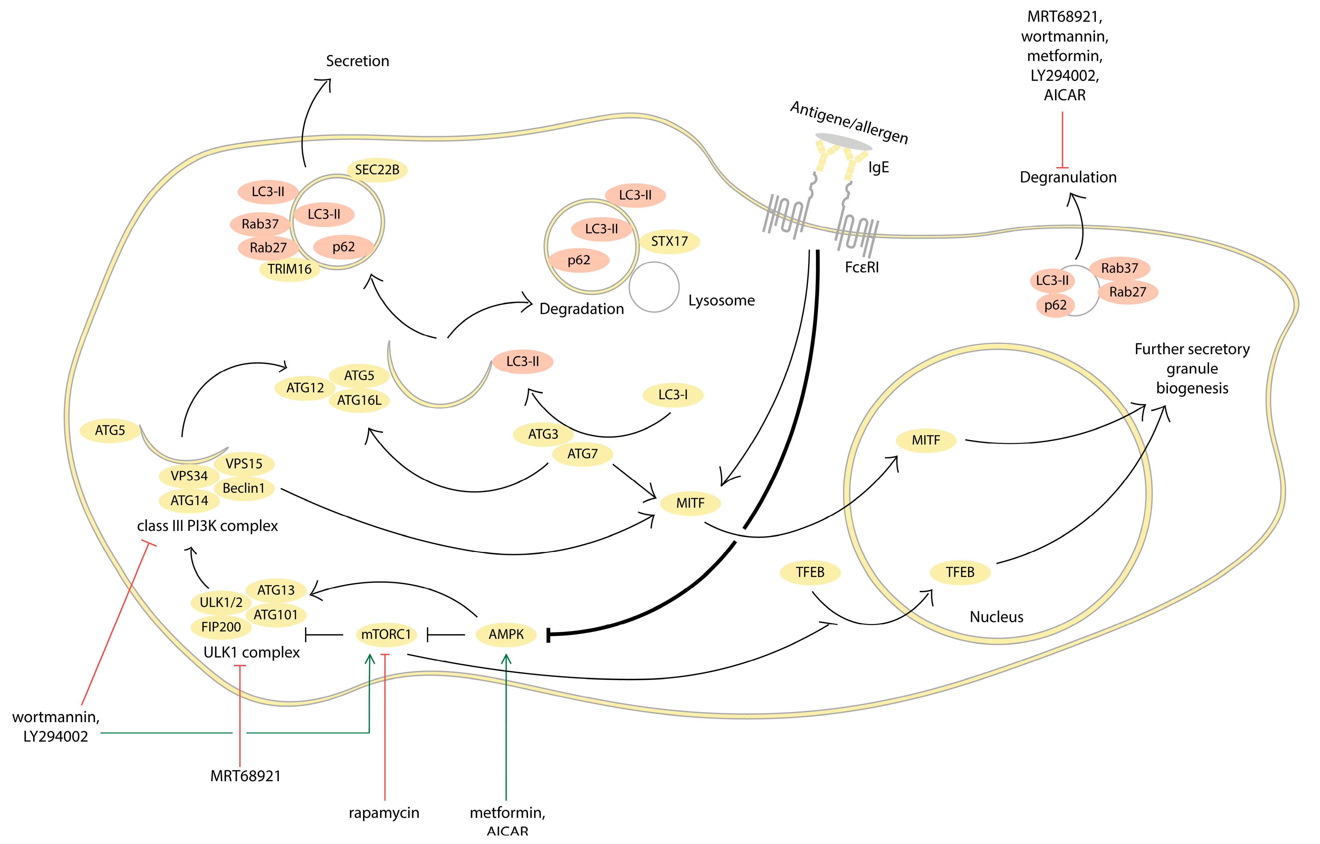 Cells 13 00690 g002 Cells 13 00690 g002