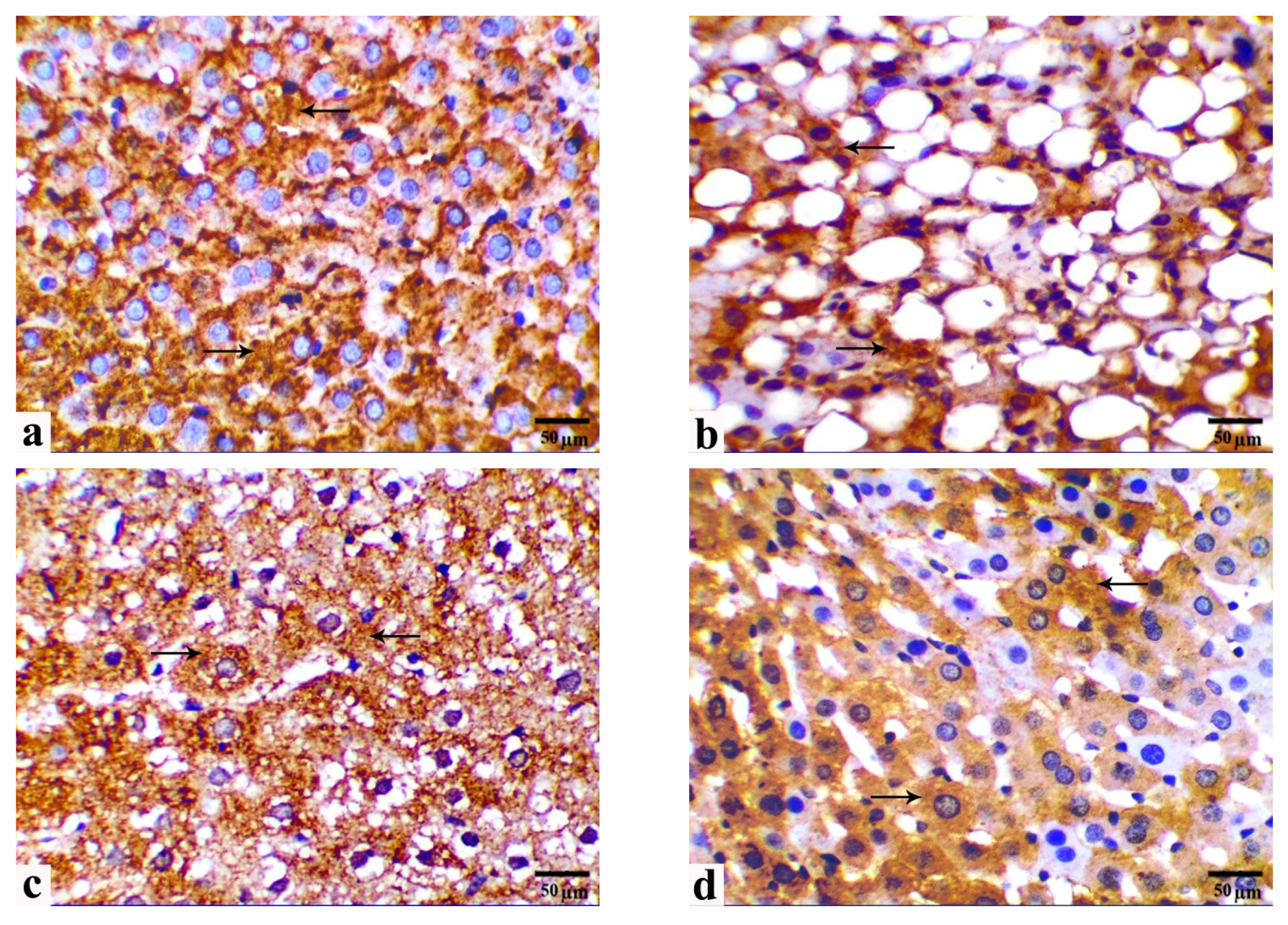 Cells 13 00732 g006a