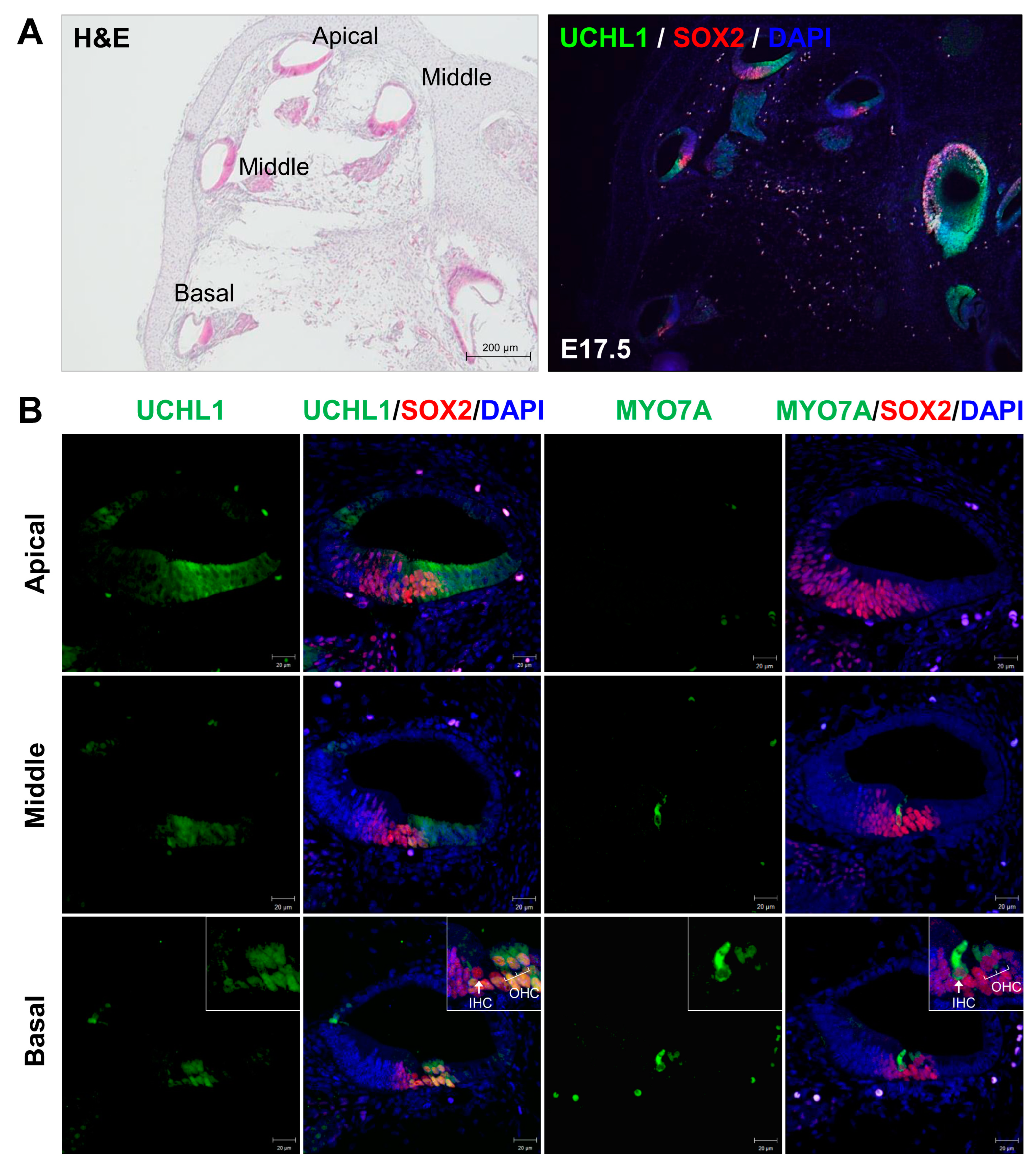 Cells 13 00737 g001 Cells 13 00737 g001