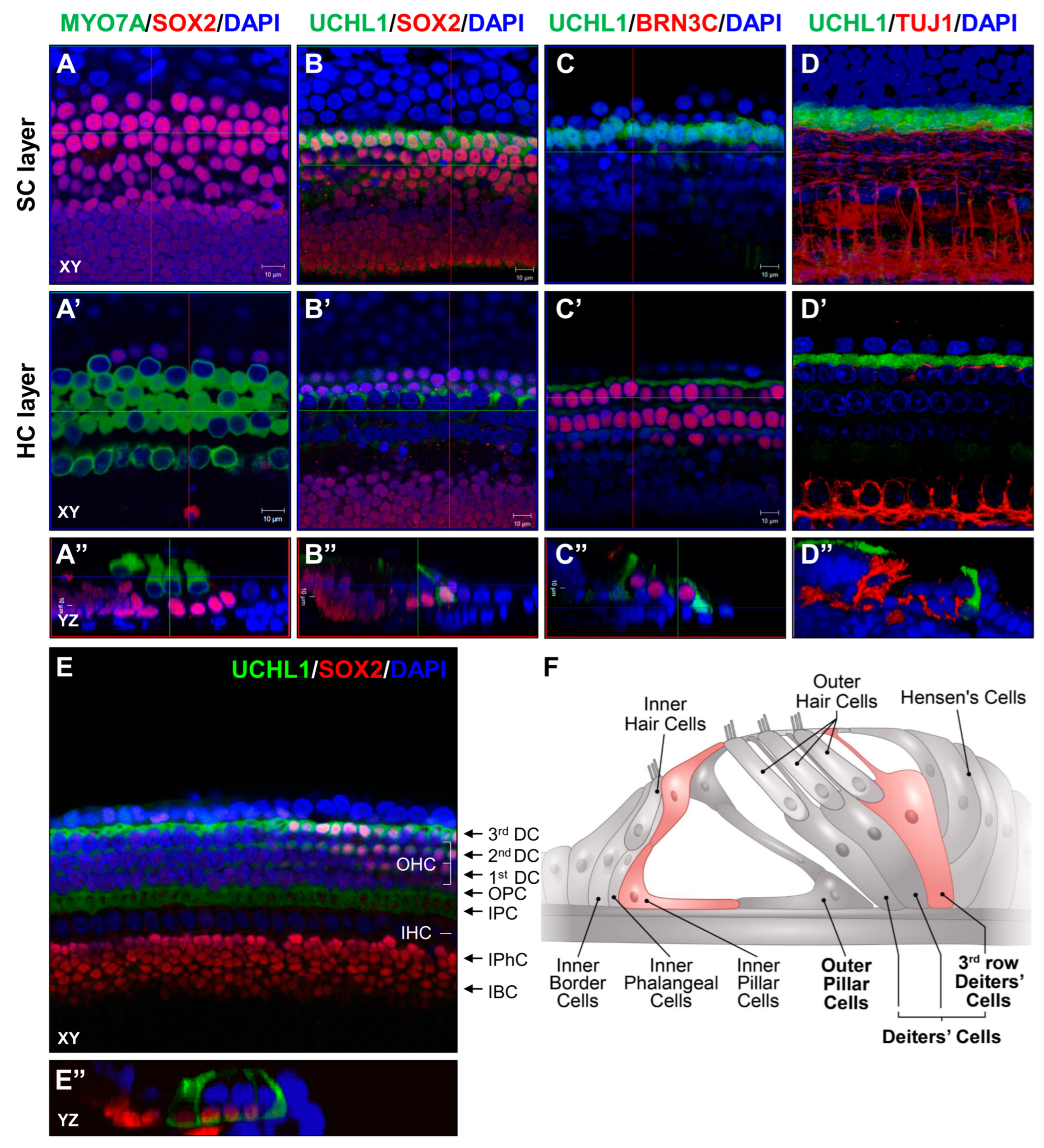 Cells 13 00737 g003 Cells 13 00737 g003