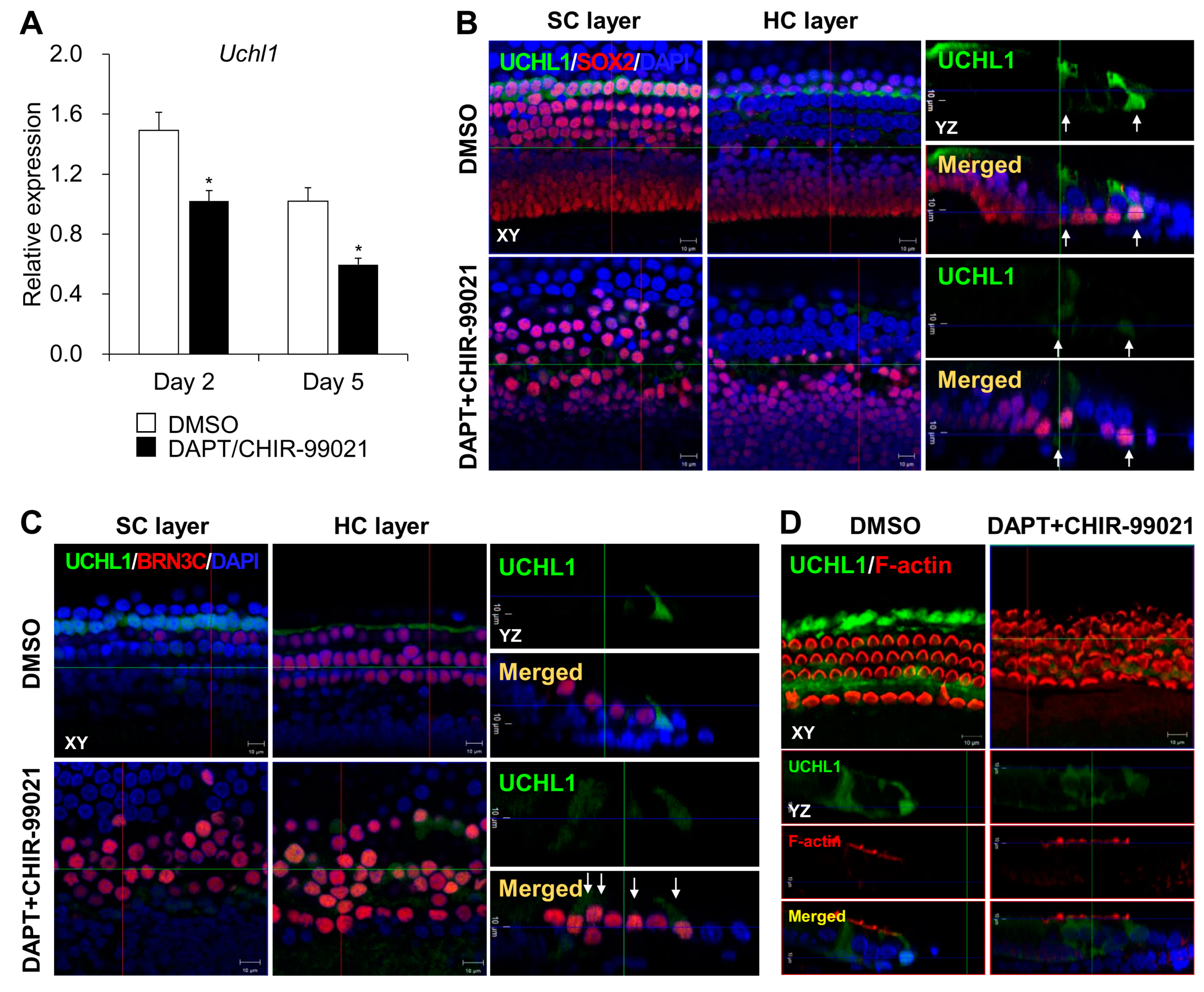 Cells 13 00737 g005 Cells 13 00737 g005