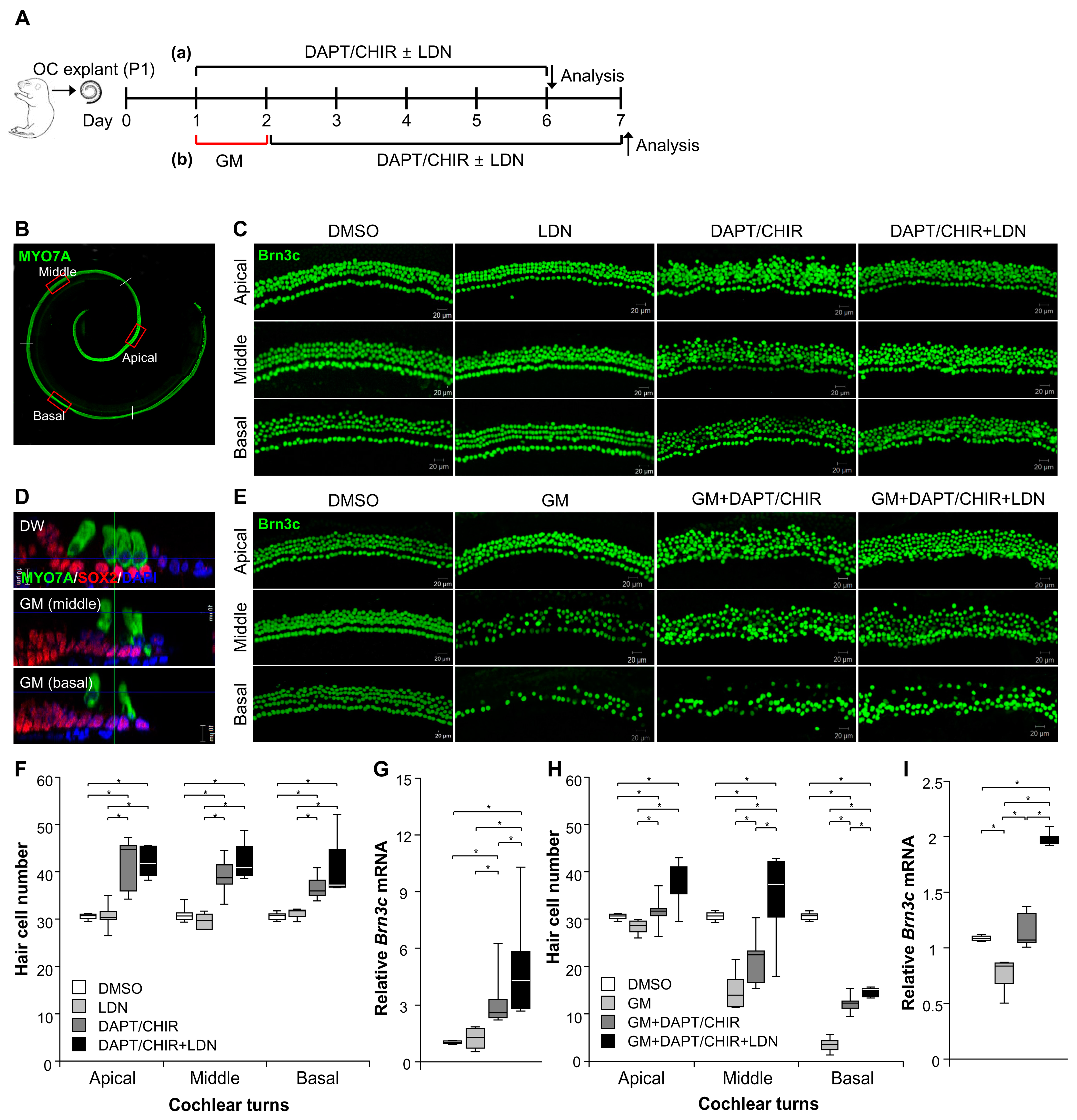 Cells 13 00737 g006 Cells 13 00737 g006