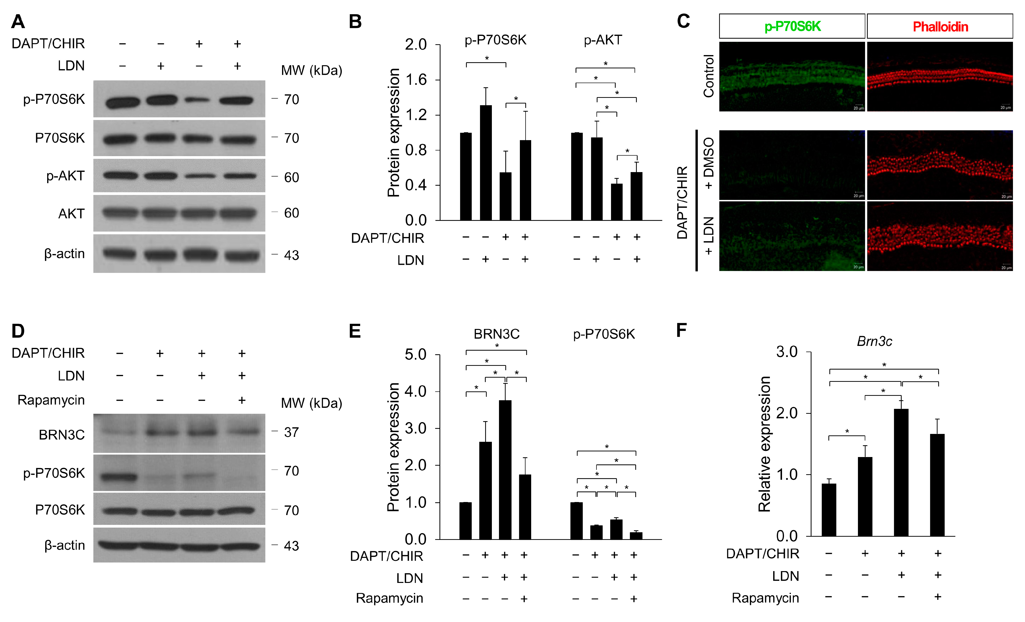 Cells 13 00737 g007 Cells 13 00737 g007