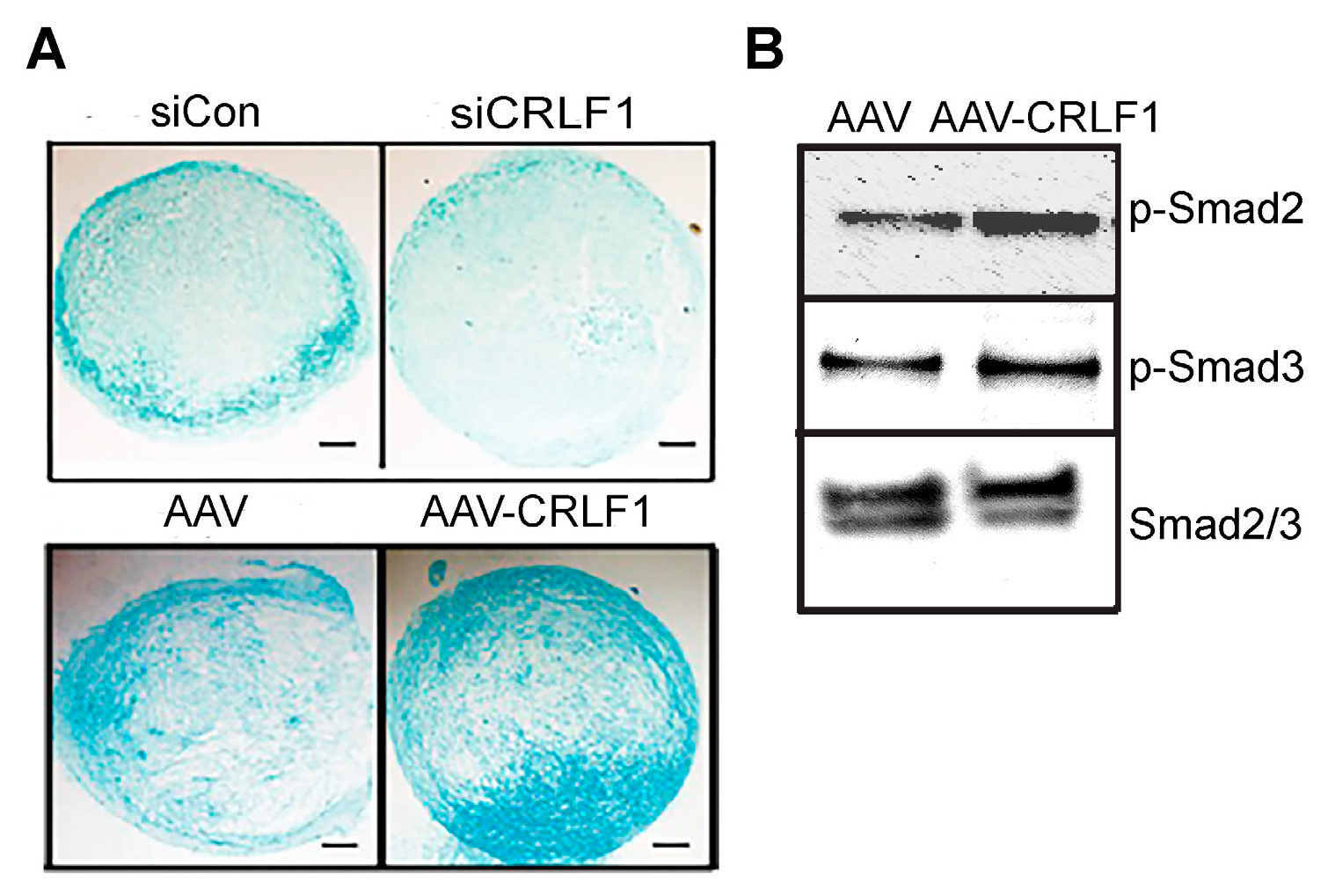 Cells 13 00757 g003 Cells 13 00757 g003