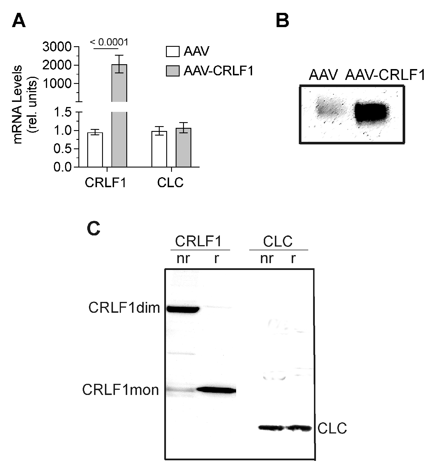 Cells 13 00757 g005 Cells 13 00757 g005