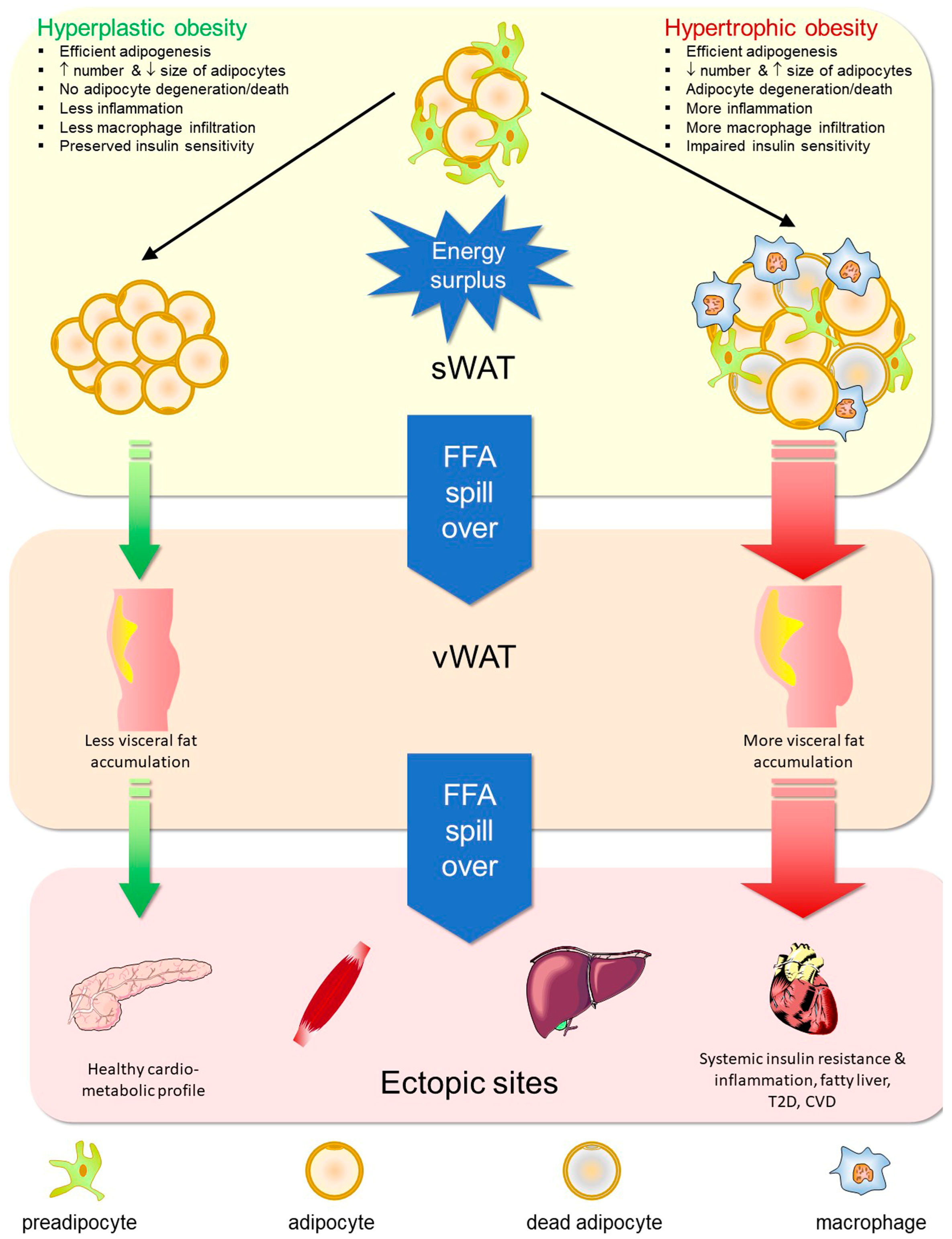 Cells 13 00763 g001 Cells 13 00763 g001