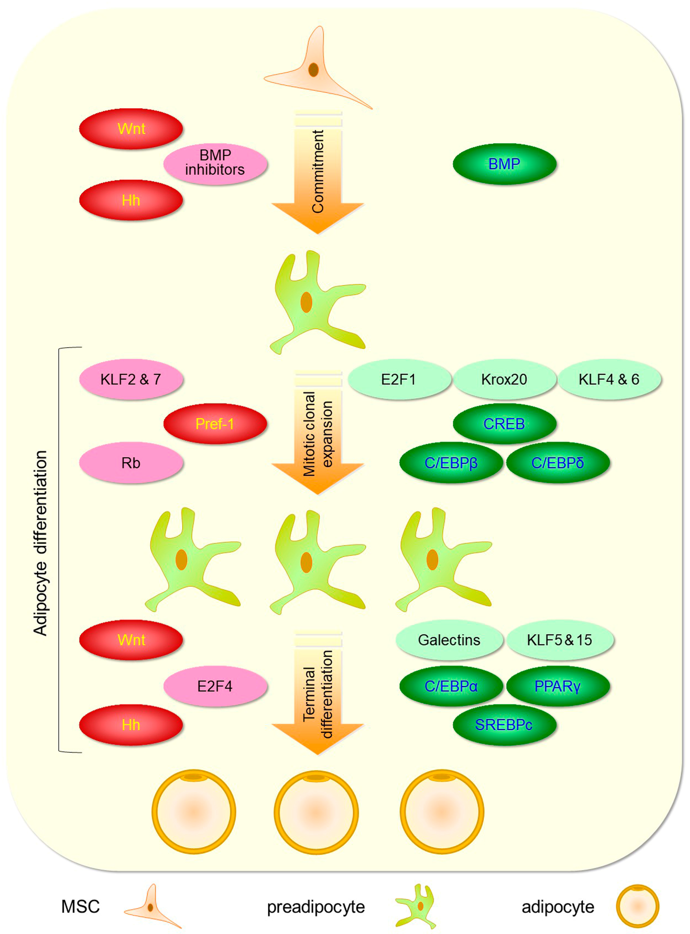 Cells 13 00763 g002 Cells 13 00763 g002